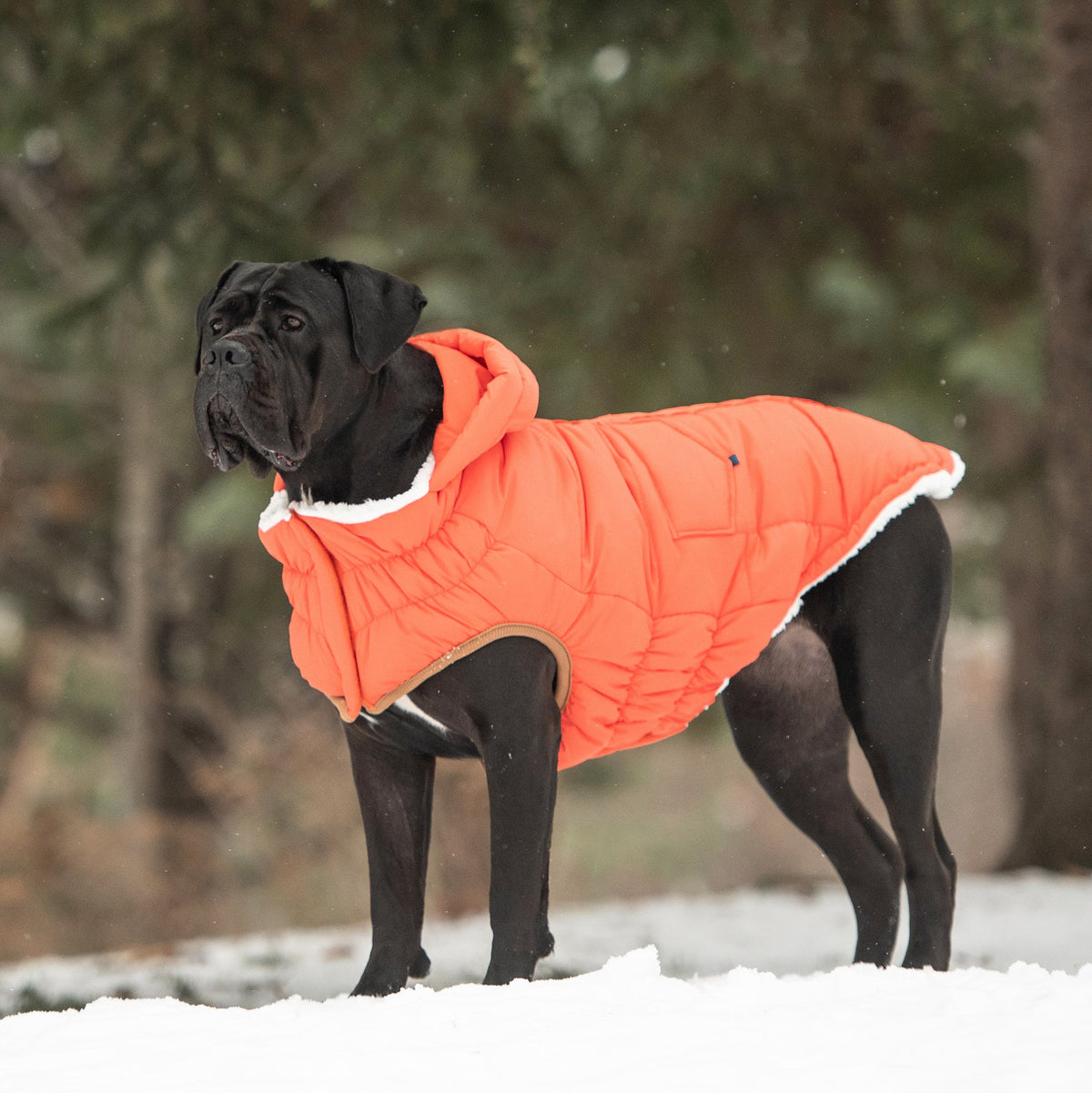 The Puff Parka - Orange premium pet product
