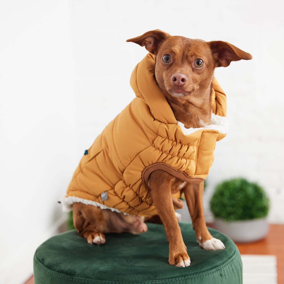 The Puff Parka - Yellow premium pet product