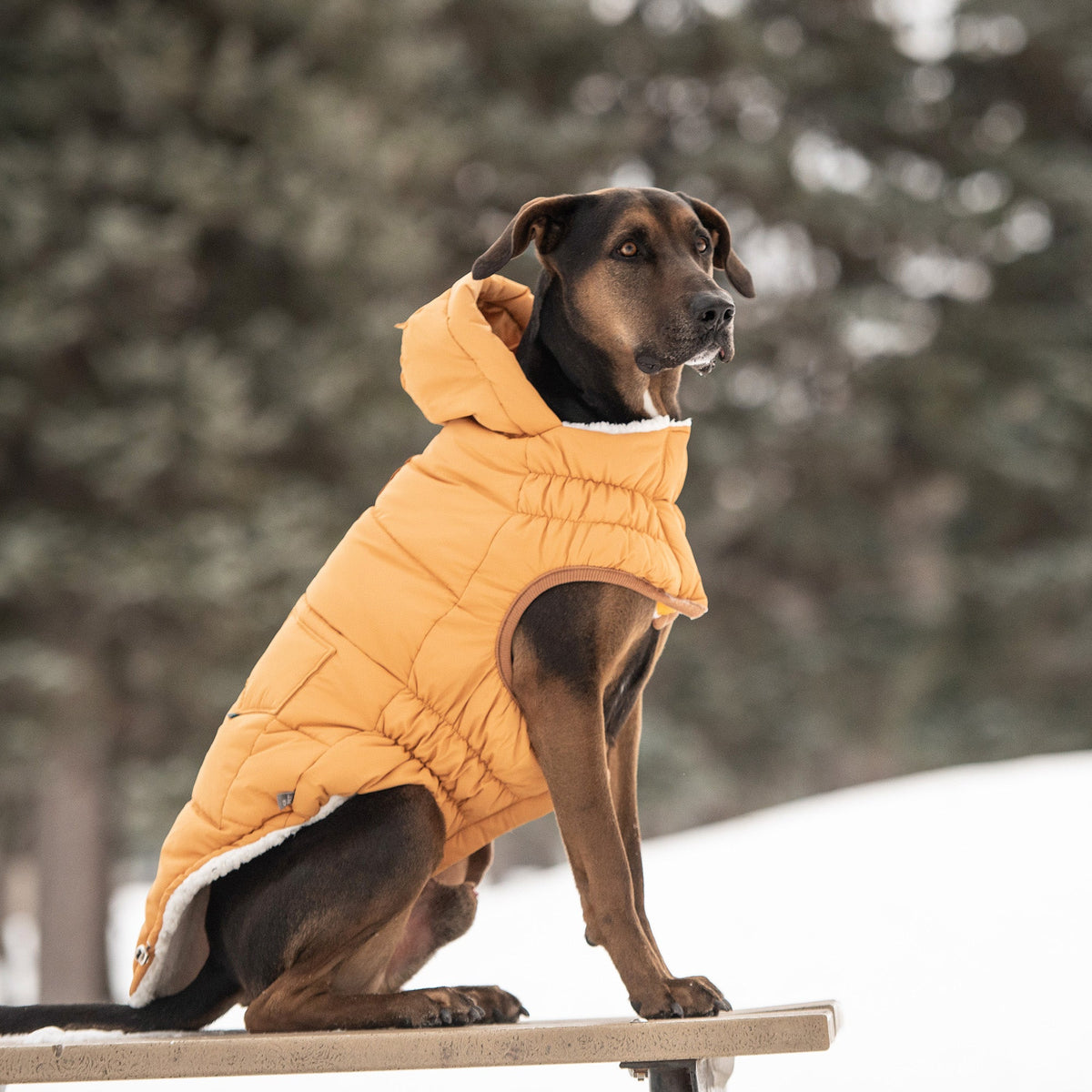 The Puff Parka - Yellow premium pet product