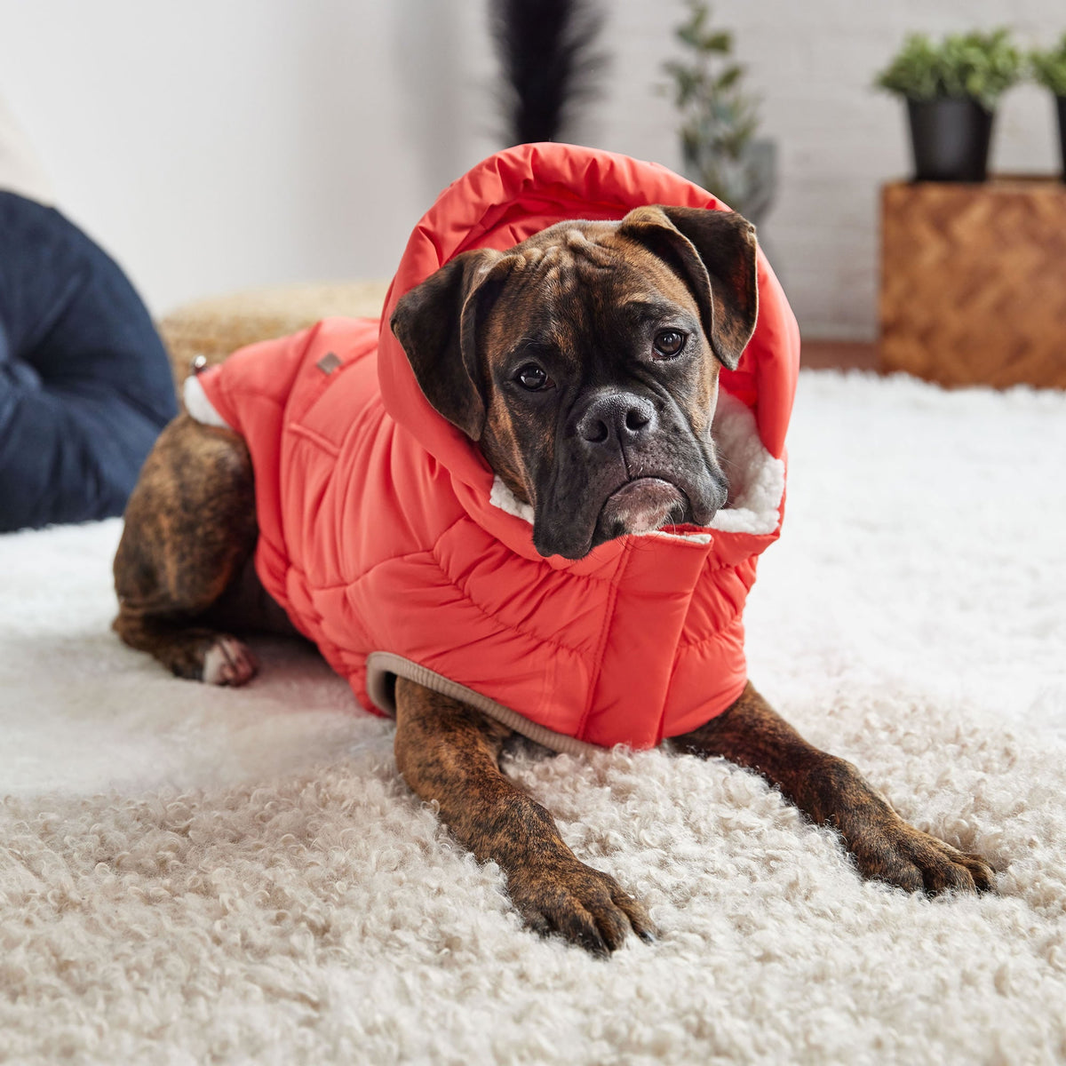 Nordic Parka premium pet product