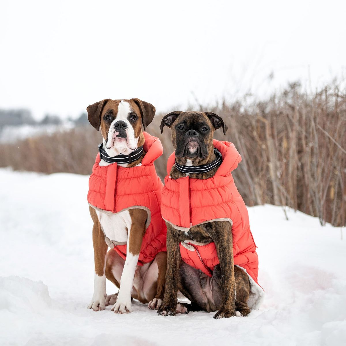 Nordic Parka premium pet product