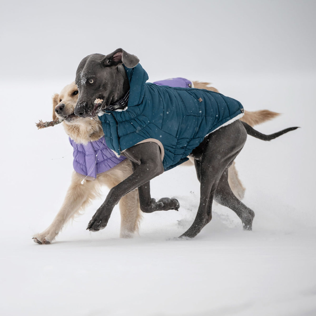 Nordic Parka premium pet product