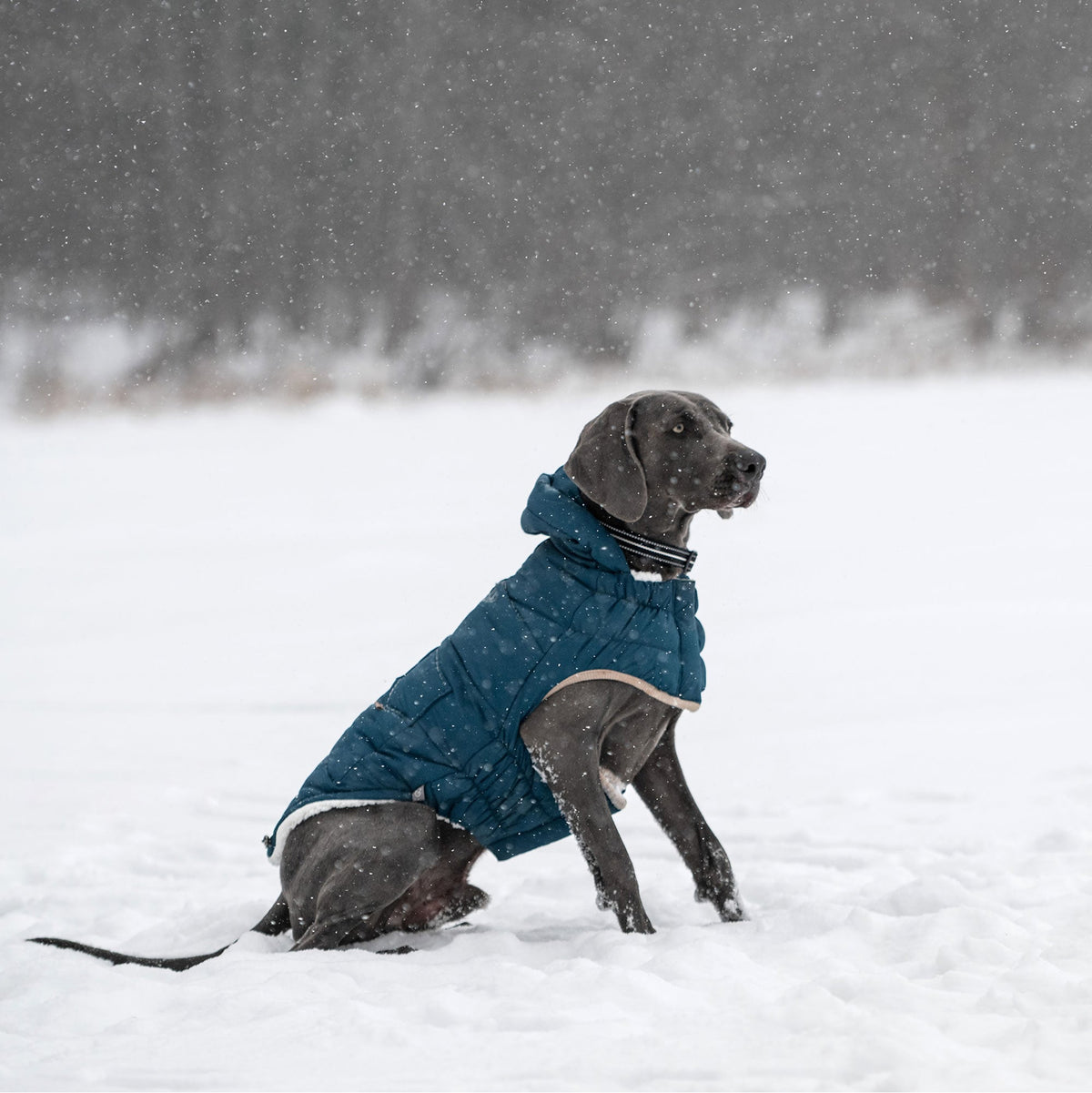 Nordic Parka premium pet product