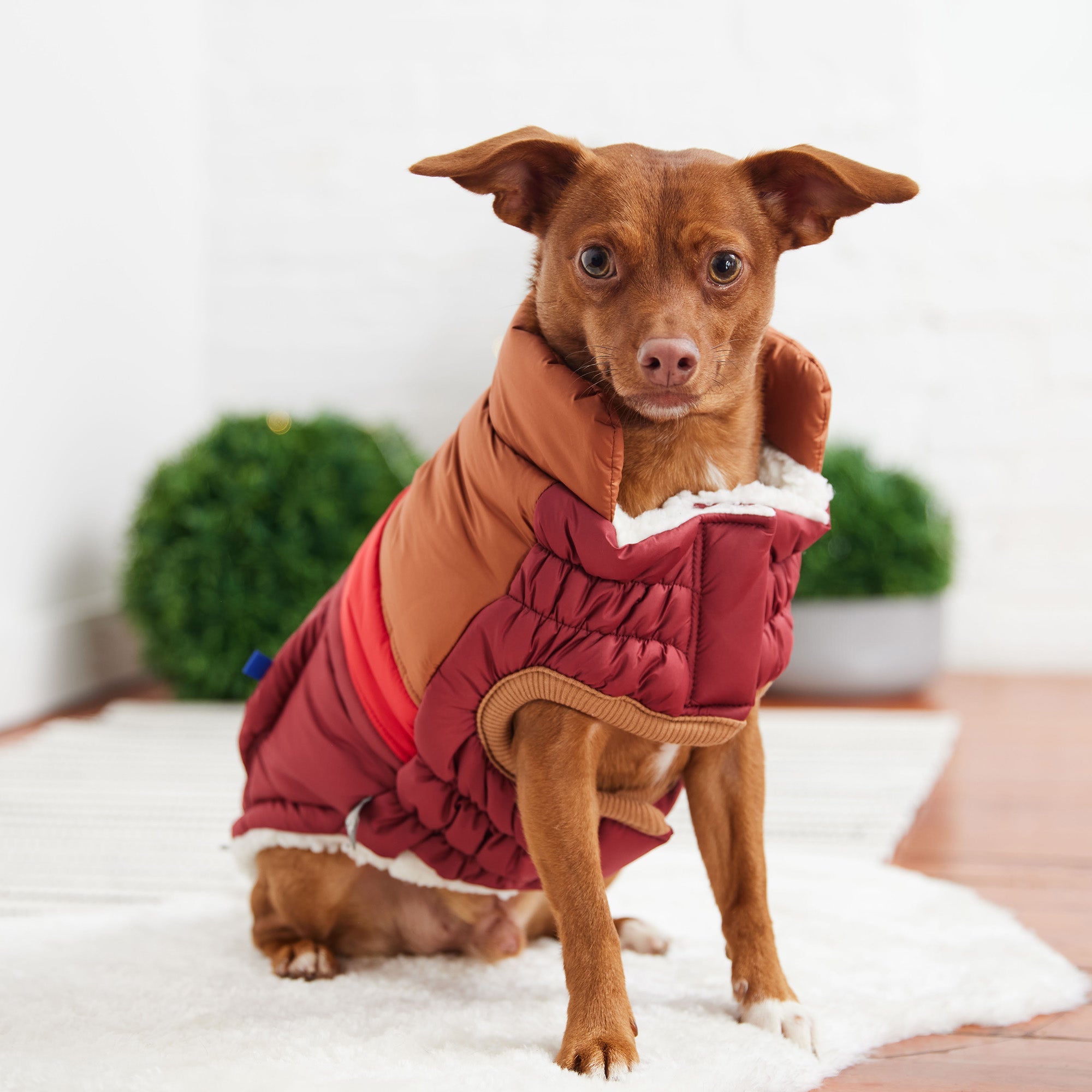 Retro Puffer - Dark Red premium pet product