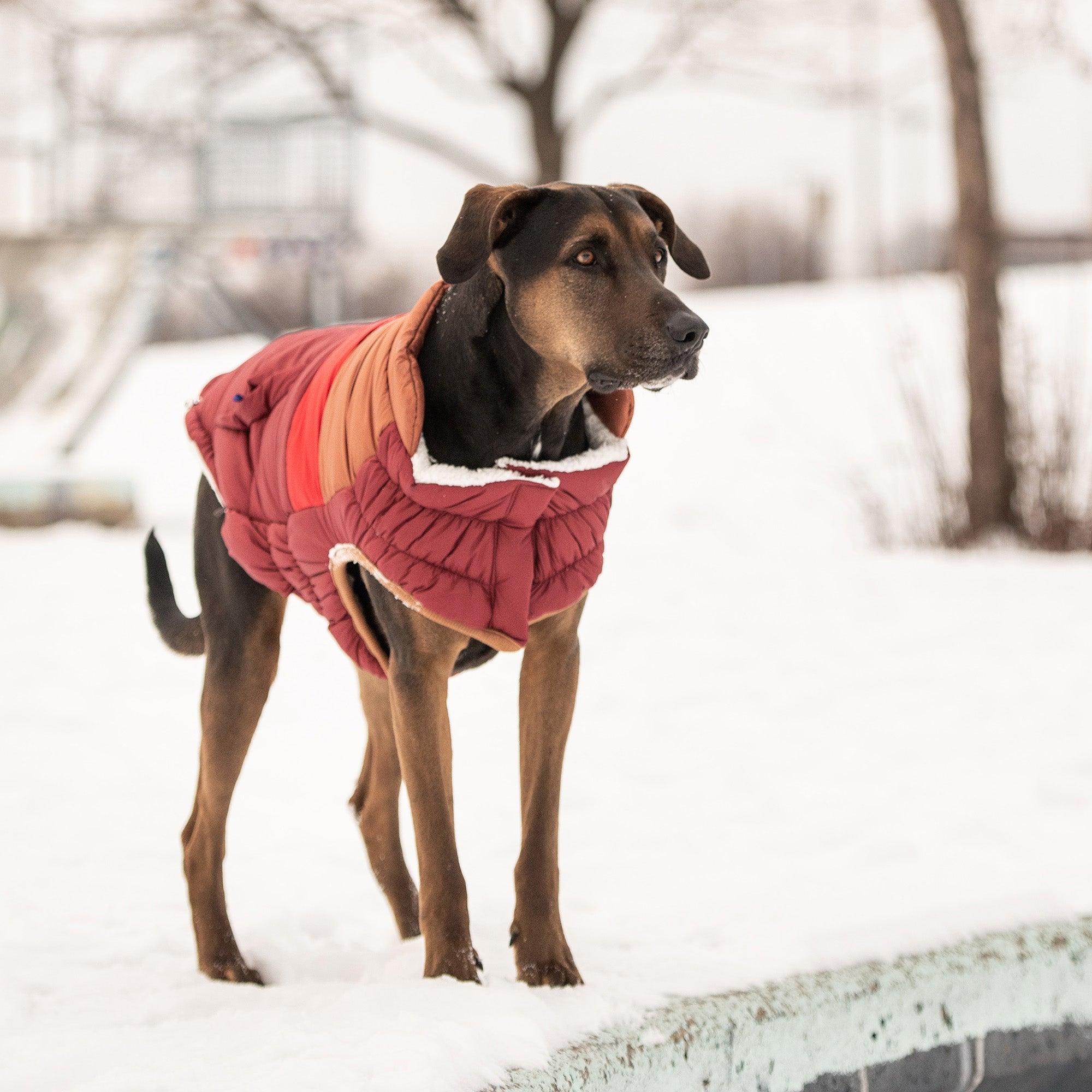 Retro Puffer - Dark Red premium pet product