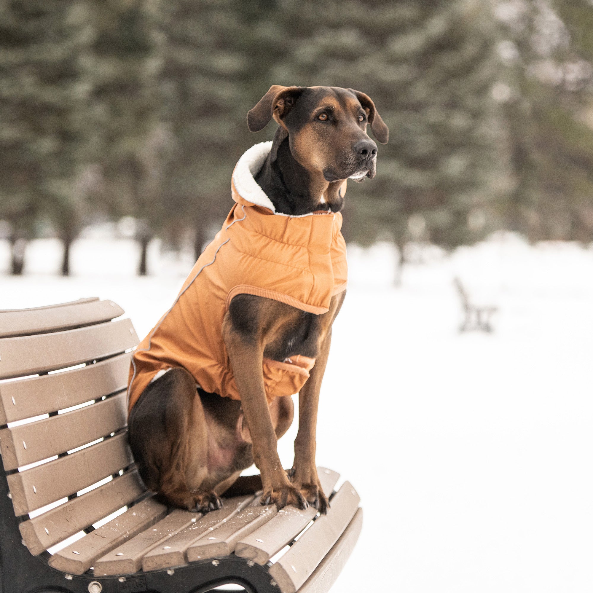 Insulated Raincoat - Hazel premium pet product