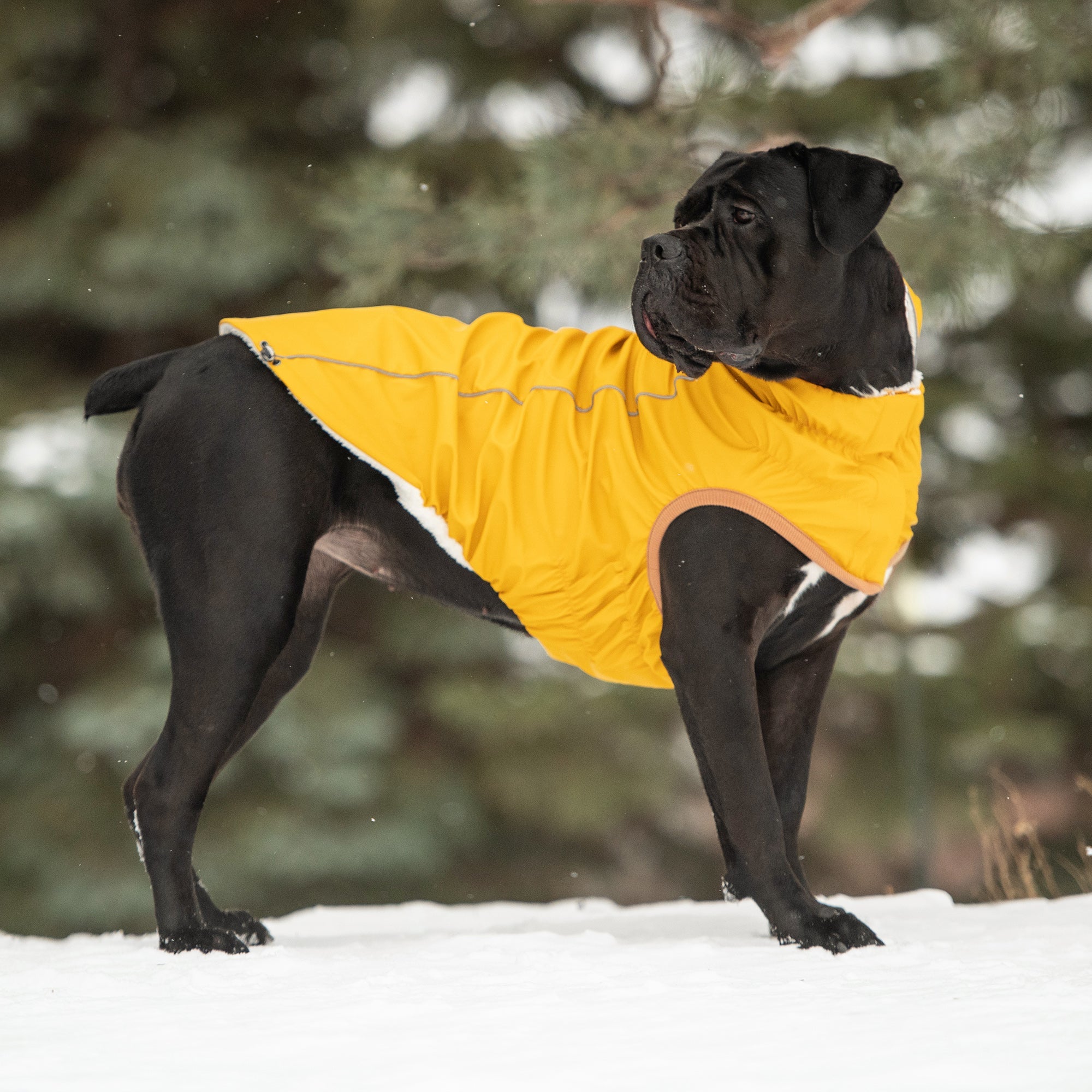 Insulated Raincoat - Yellow premium pet product