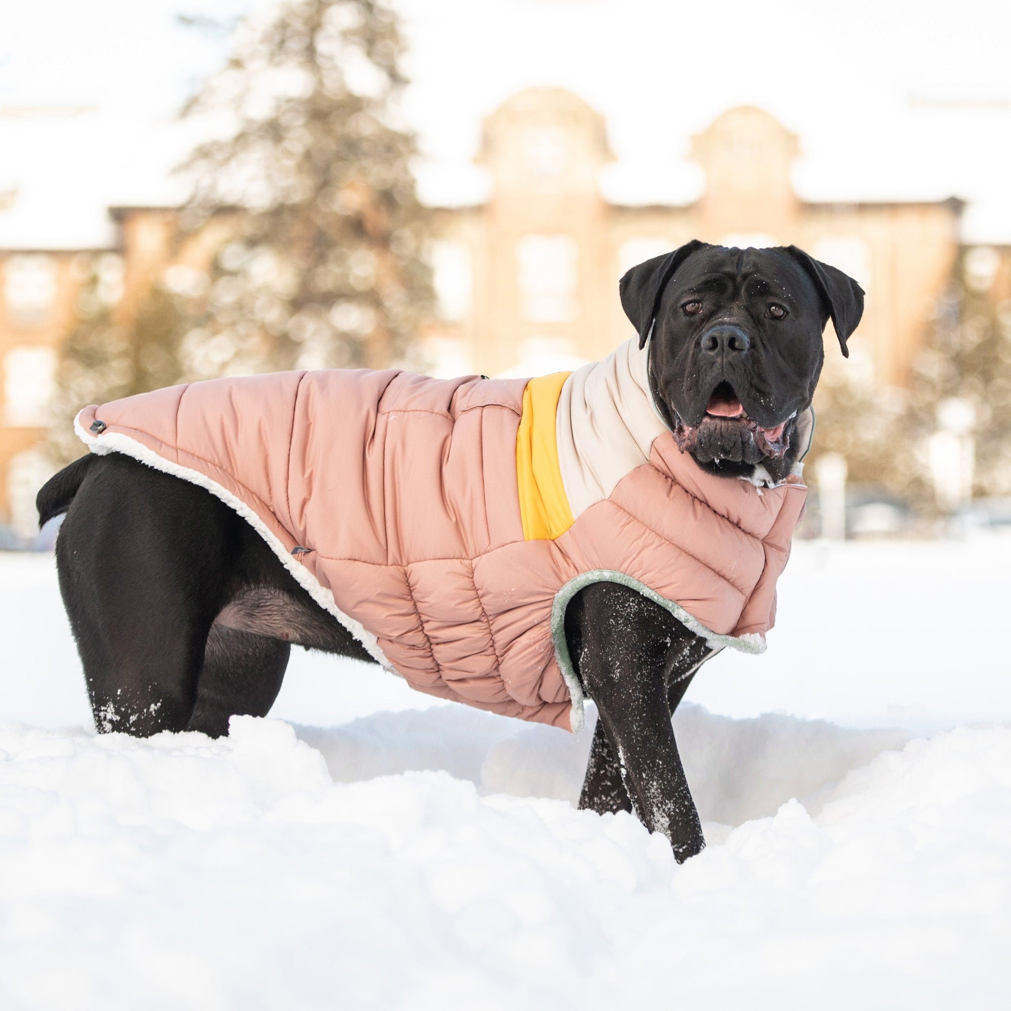 Camplife Puffer - Clay premium pet product