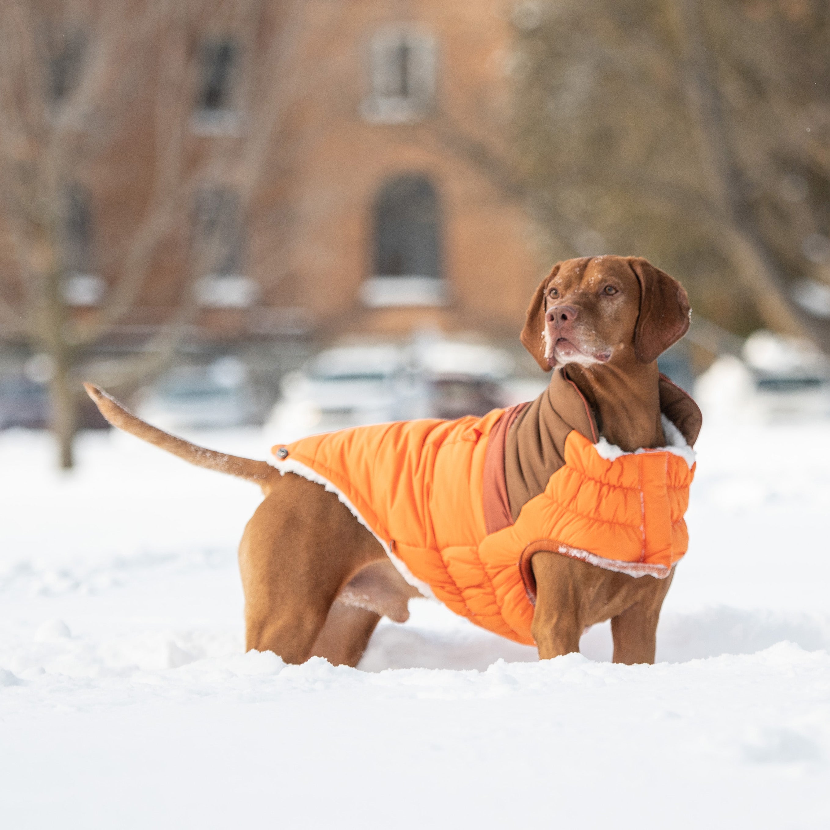 Camplife Puffer - Orange premium pet product