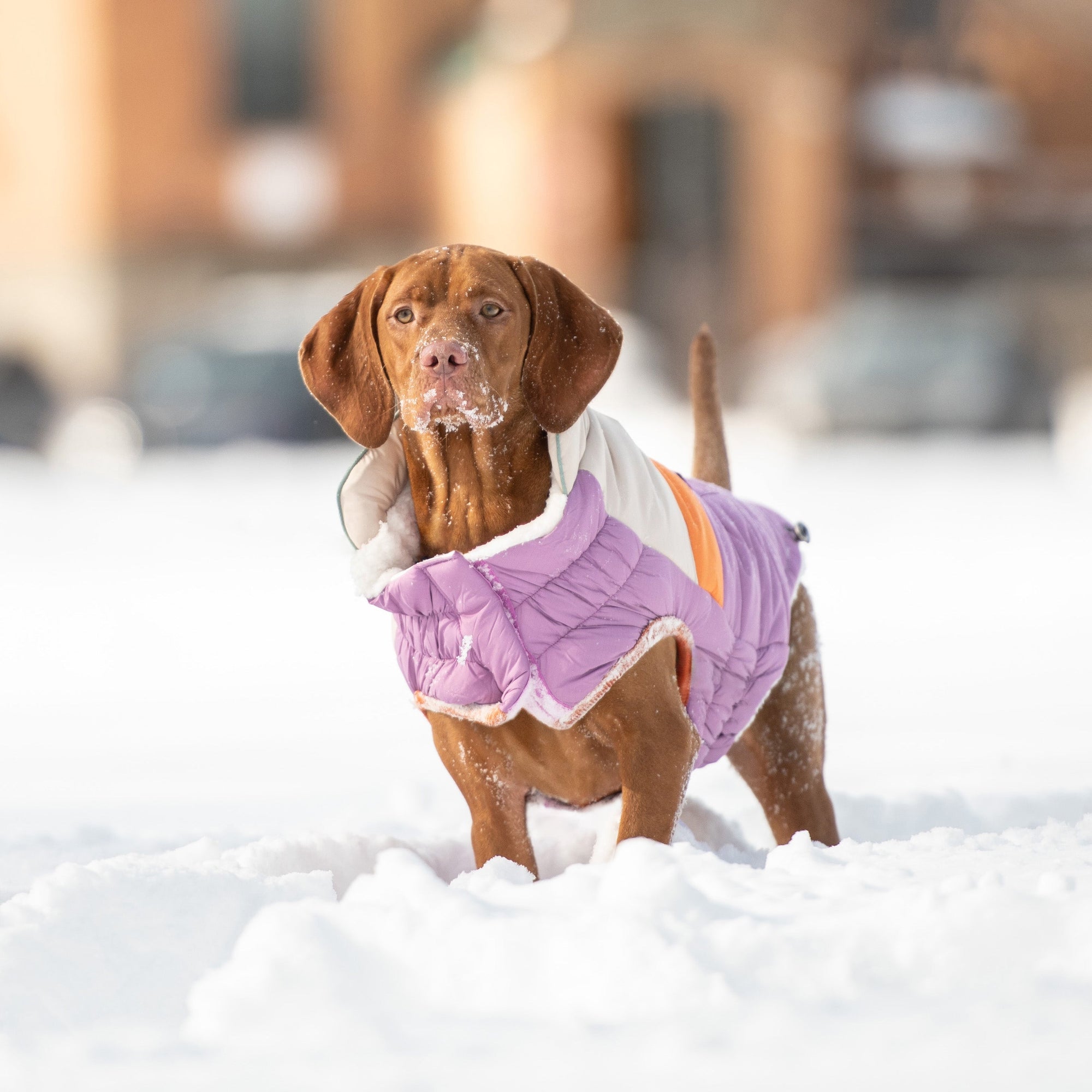 Camplife Puffer - Purple premium pet product