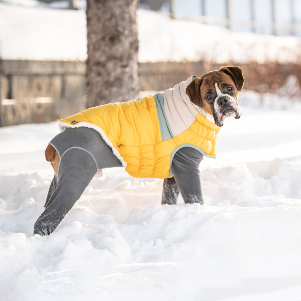 Camplife Puffer - Yellow premium pet product