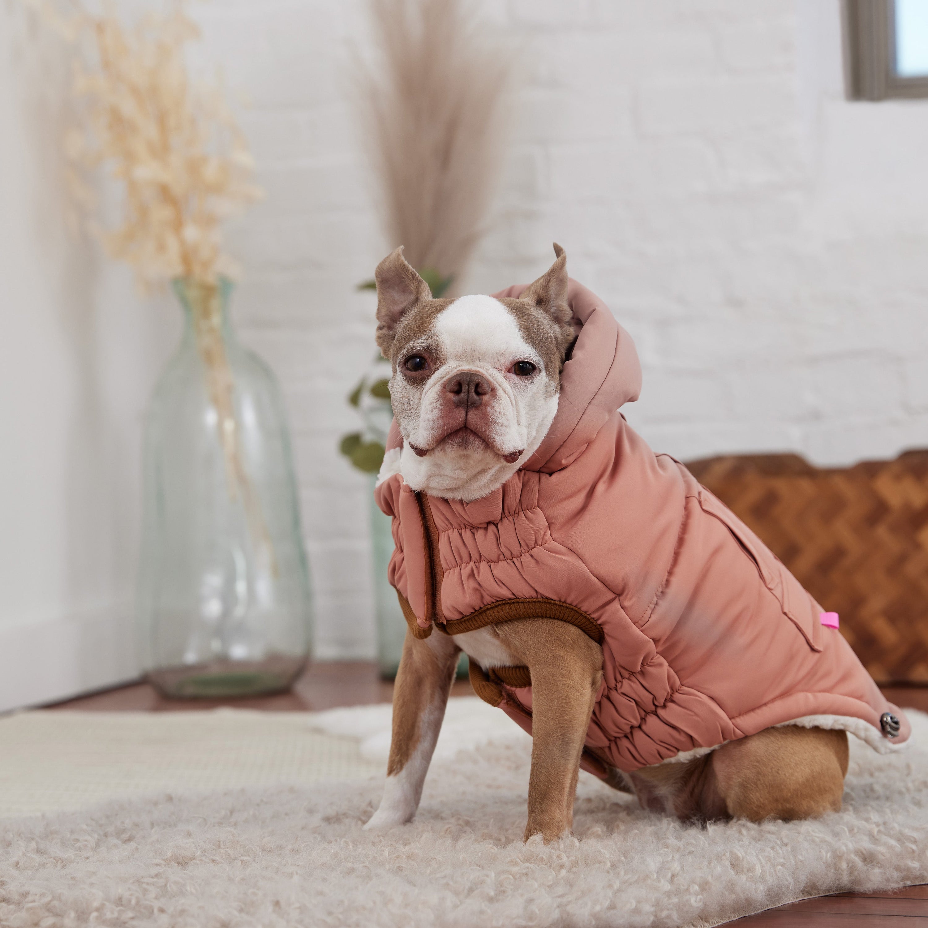Arctic Parka - Clay premium pet product
