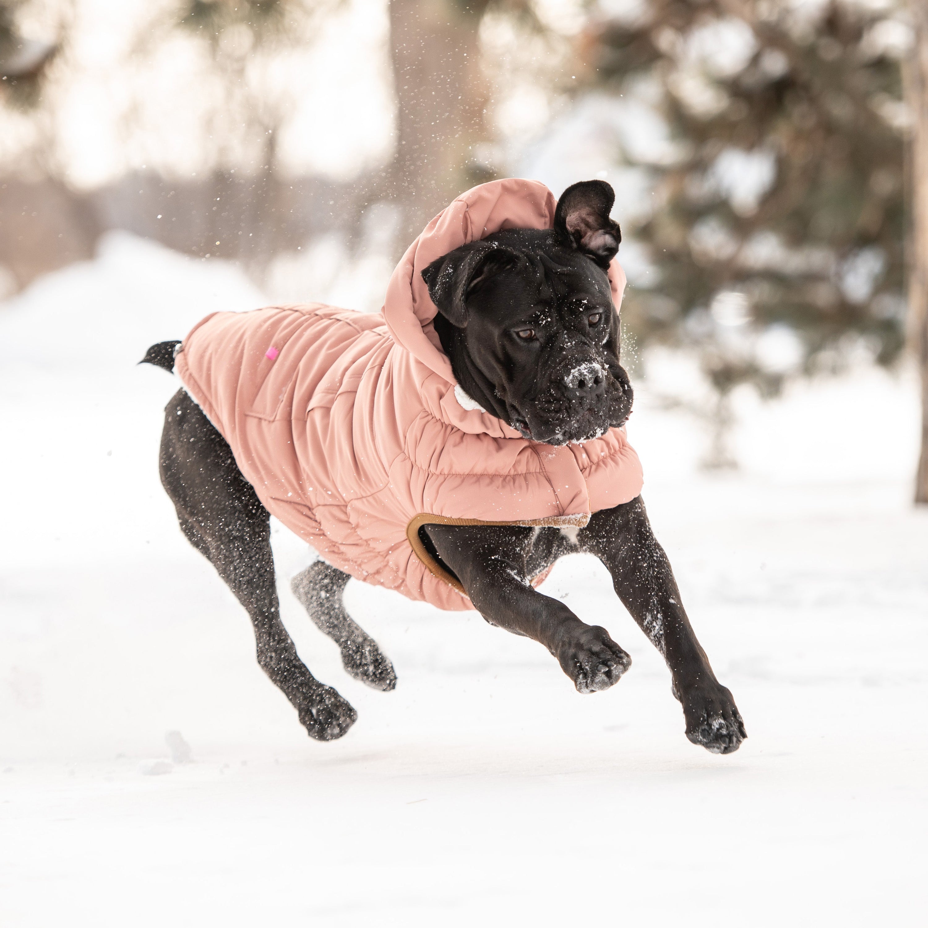 Arctic Parka - Clay premium pet product