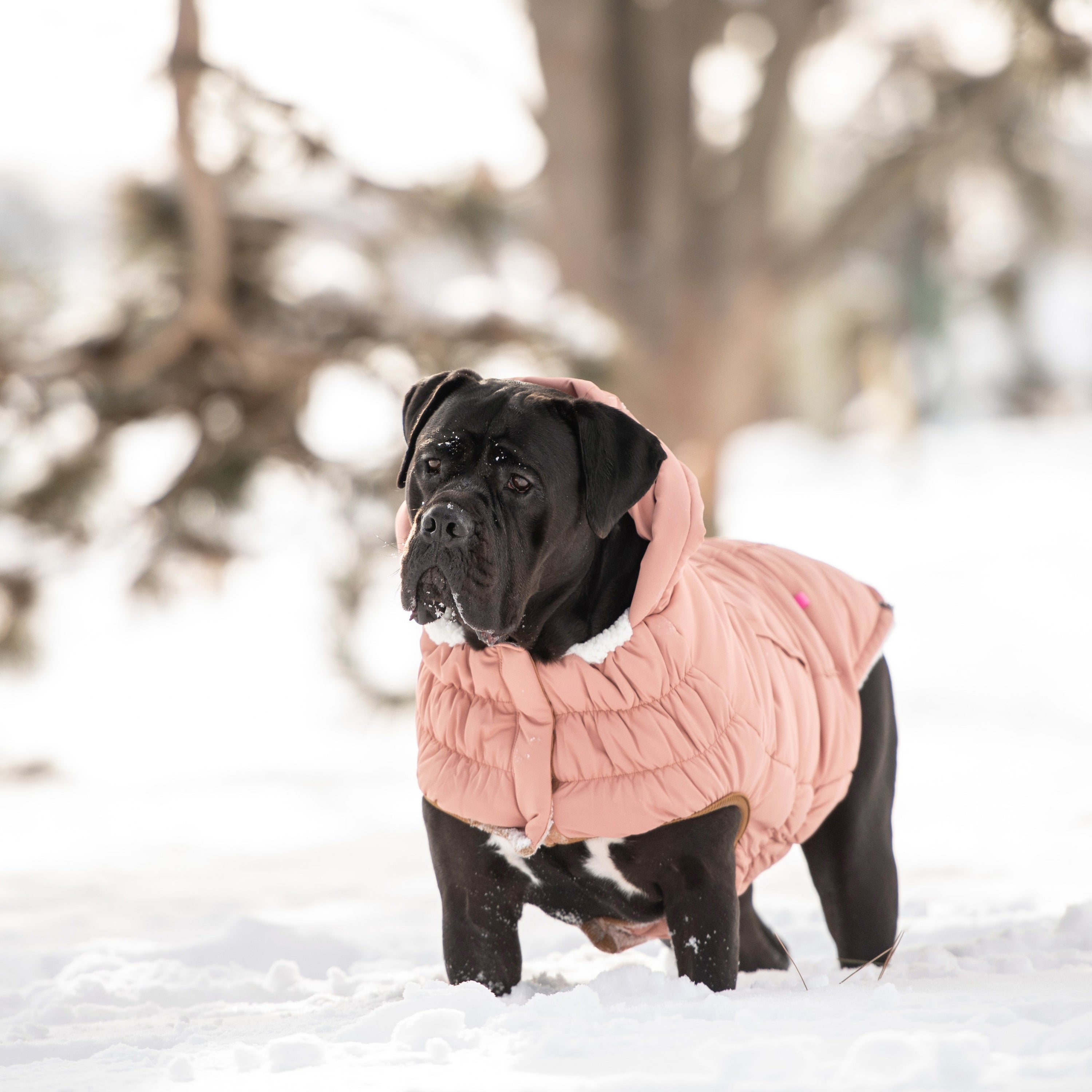 Arctic Parka - Clay premium pet product