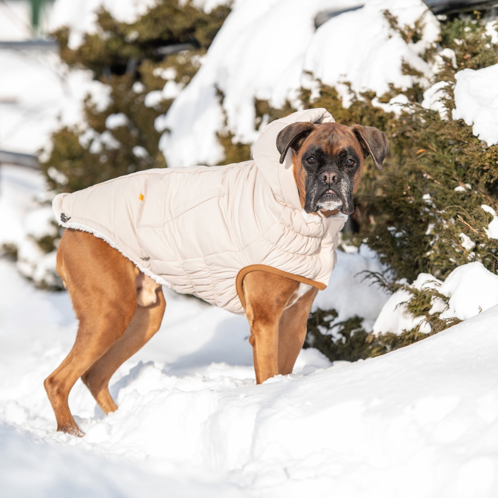 Arctic Parka - Sand premium pet product