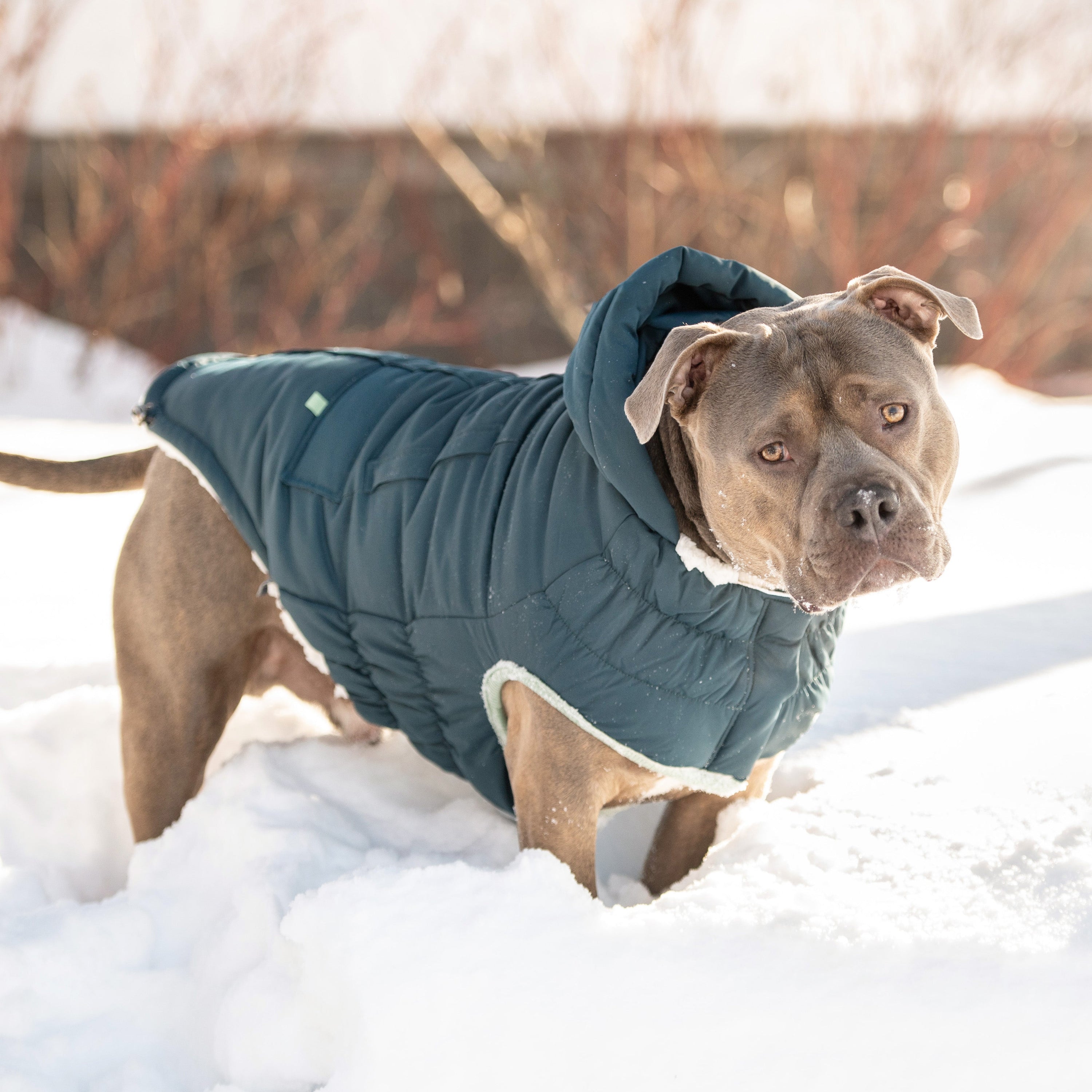 Arctic Parka - Teal premium pet product