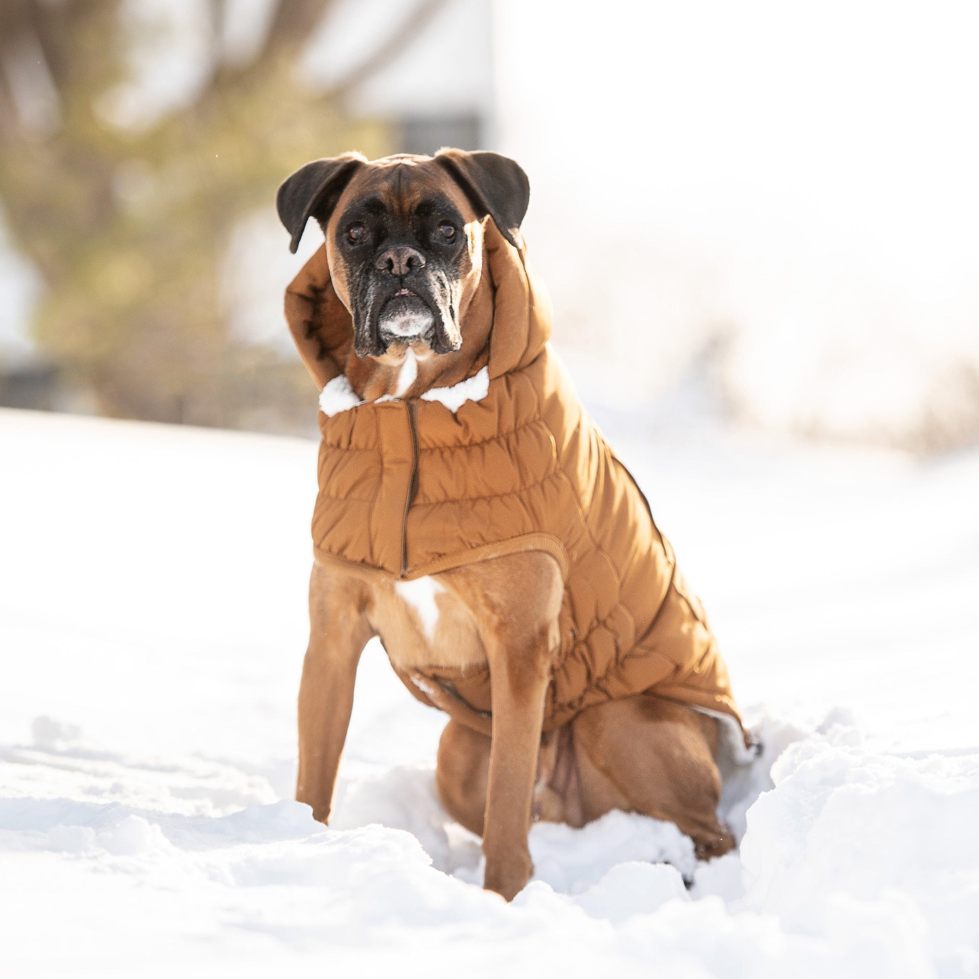Arctic Parka - Wood premium pet product
