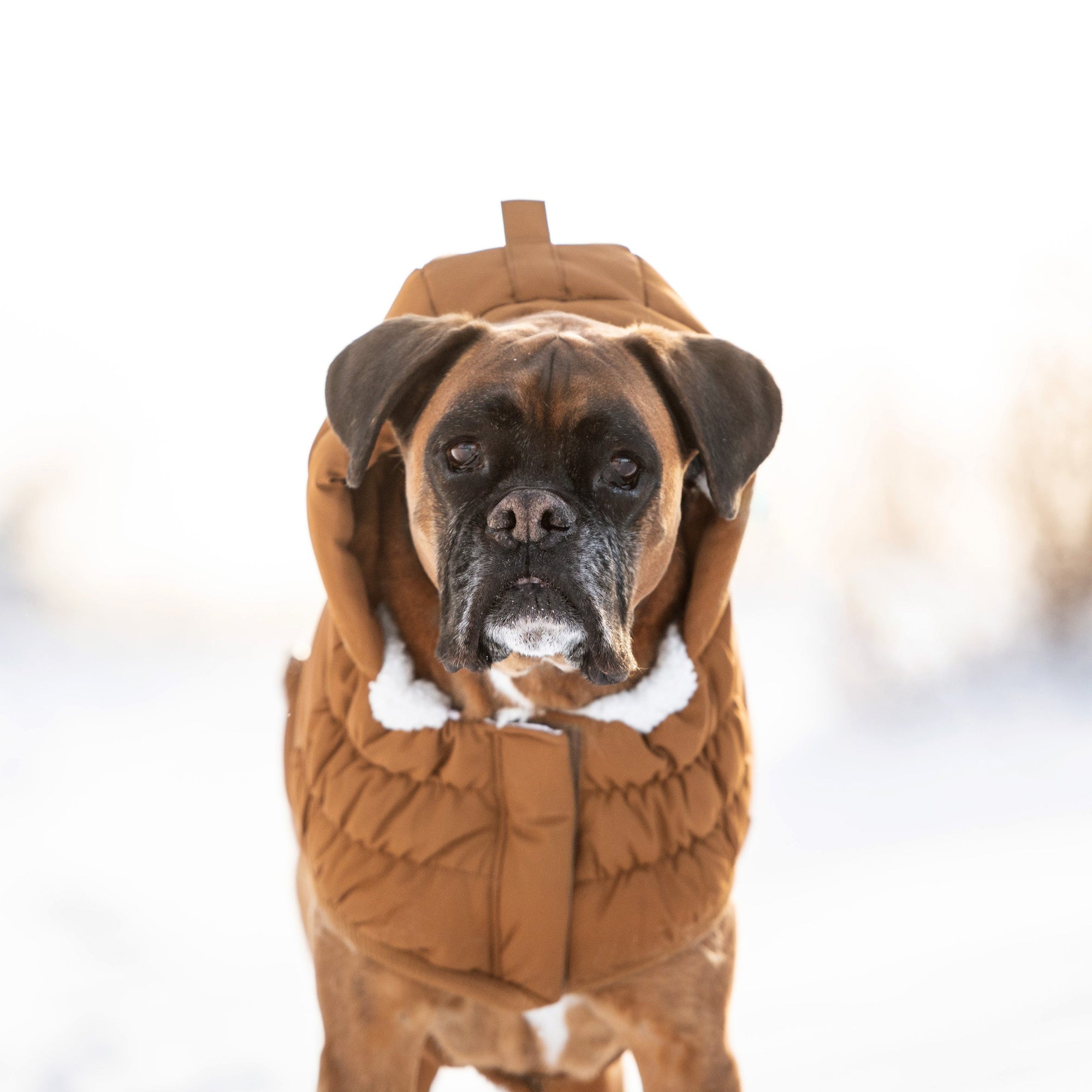 Arctic Parka - Wood premium pet product