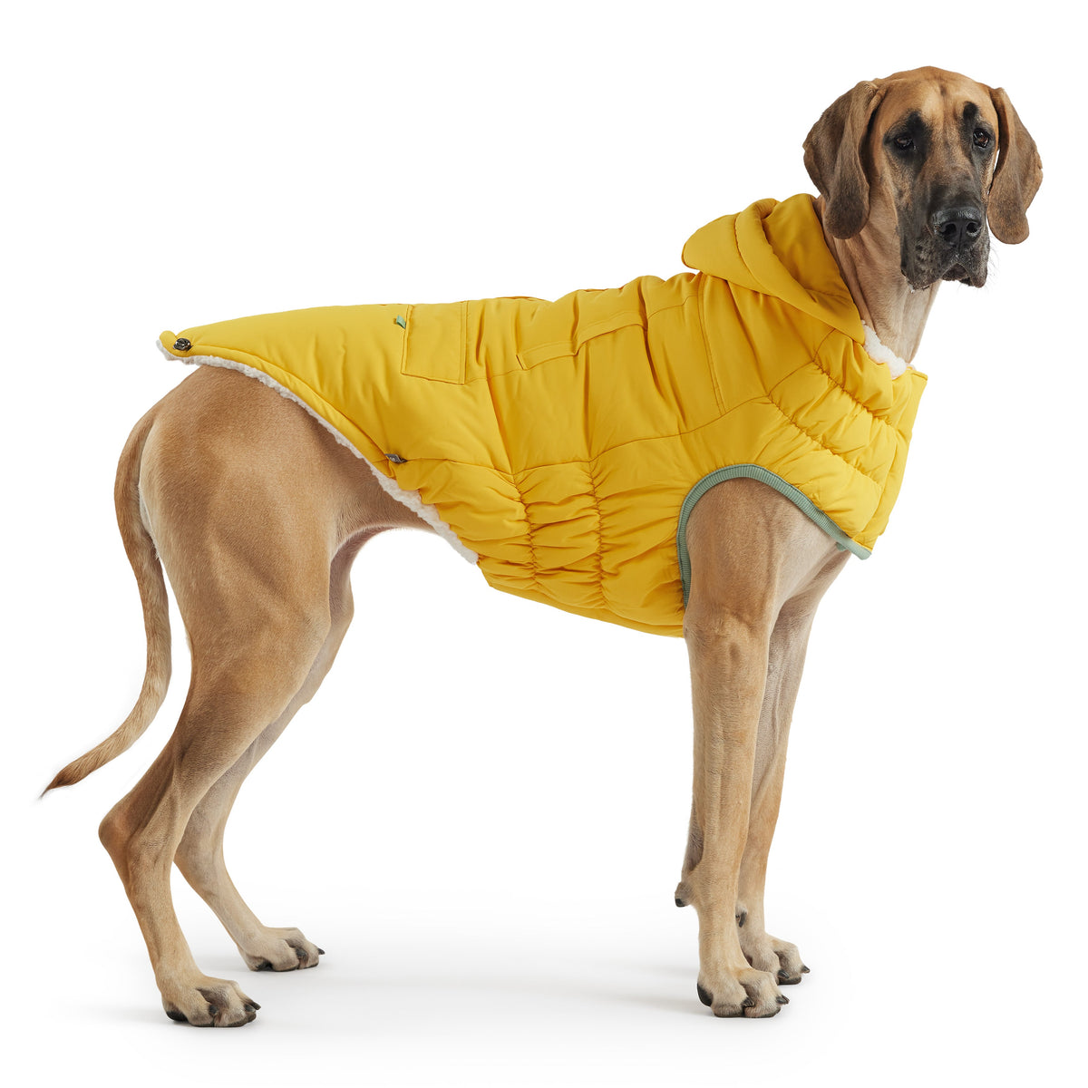 Arctic Parka - Yellow premium pet product