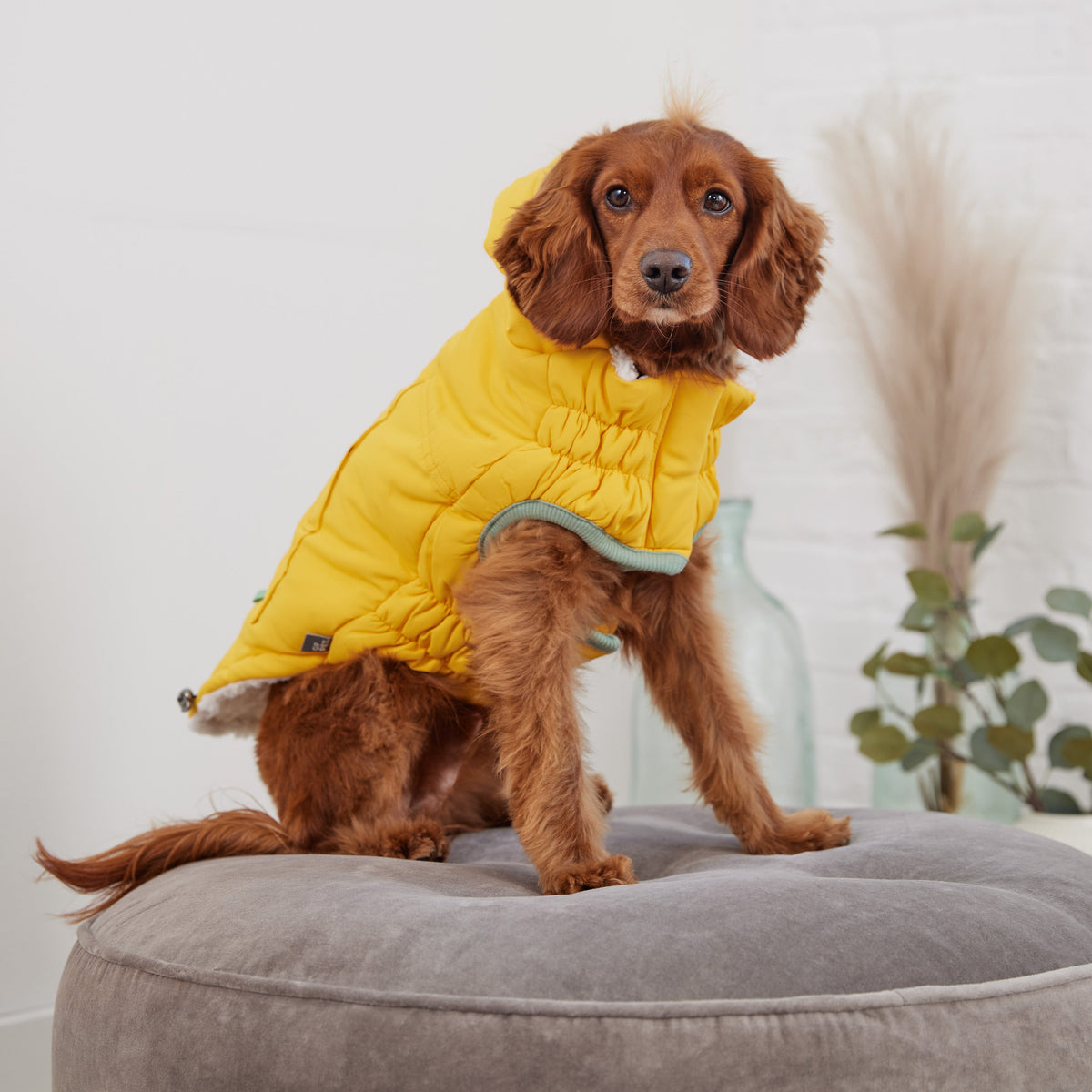 Arctic Parka - Yellow premium pet product