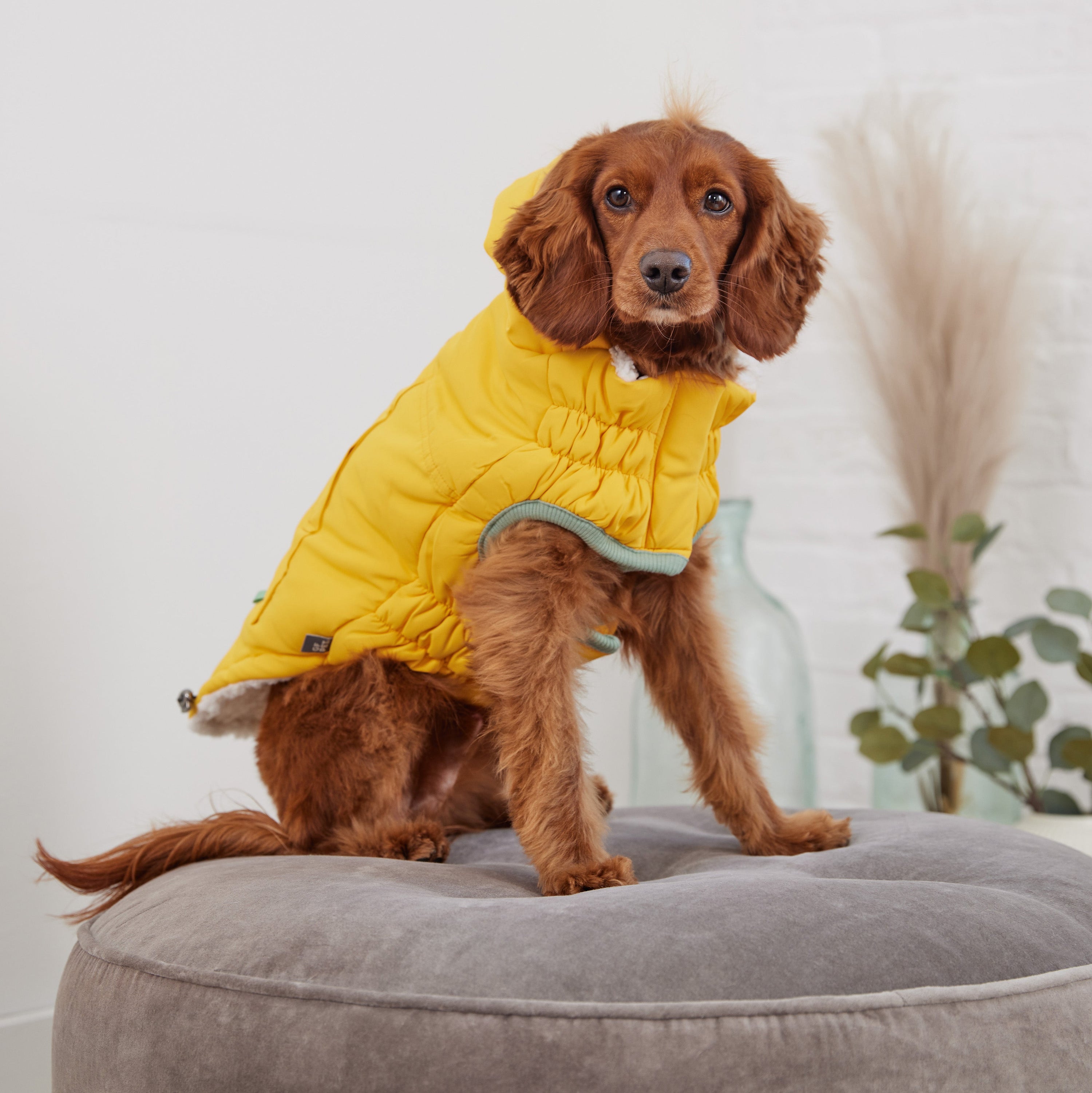 Arctic Parka - Yellow premium pet product