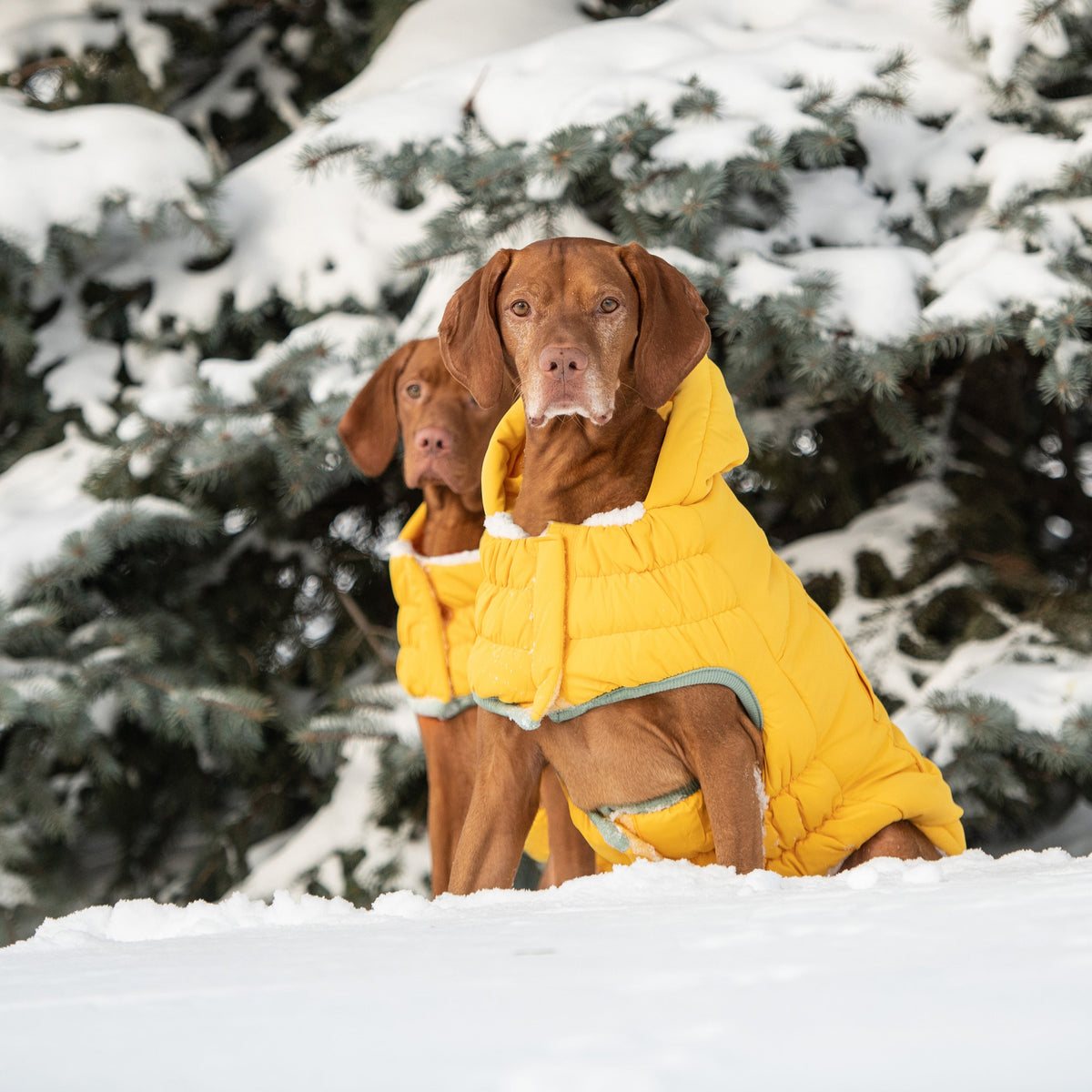 Arctic Parka - Yellow premium pet product