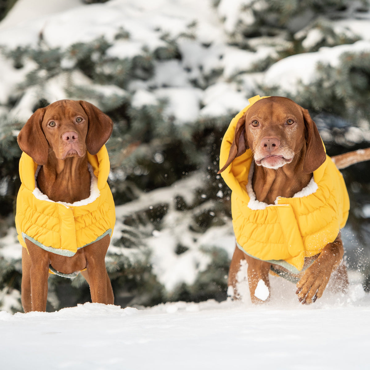 Arctic Parka - Yellow premium pet product