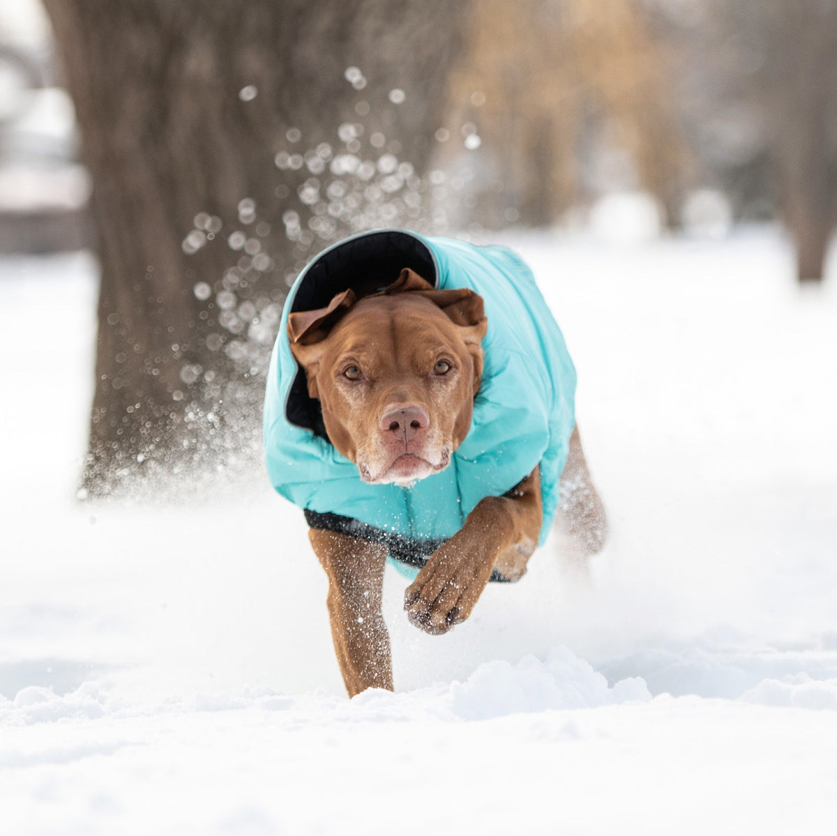 Reversible Chalet Jacket - Black/Aqua premium pet product