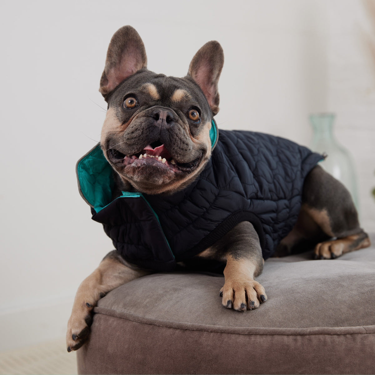Reversible Chalet Jacket - Black/Aqua premium pet product