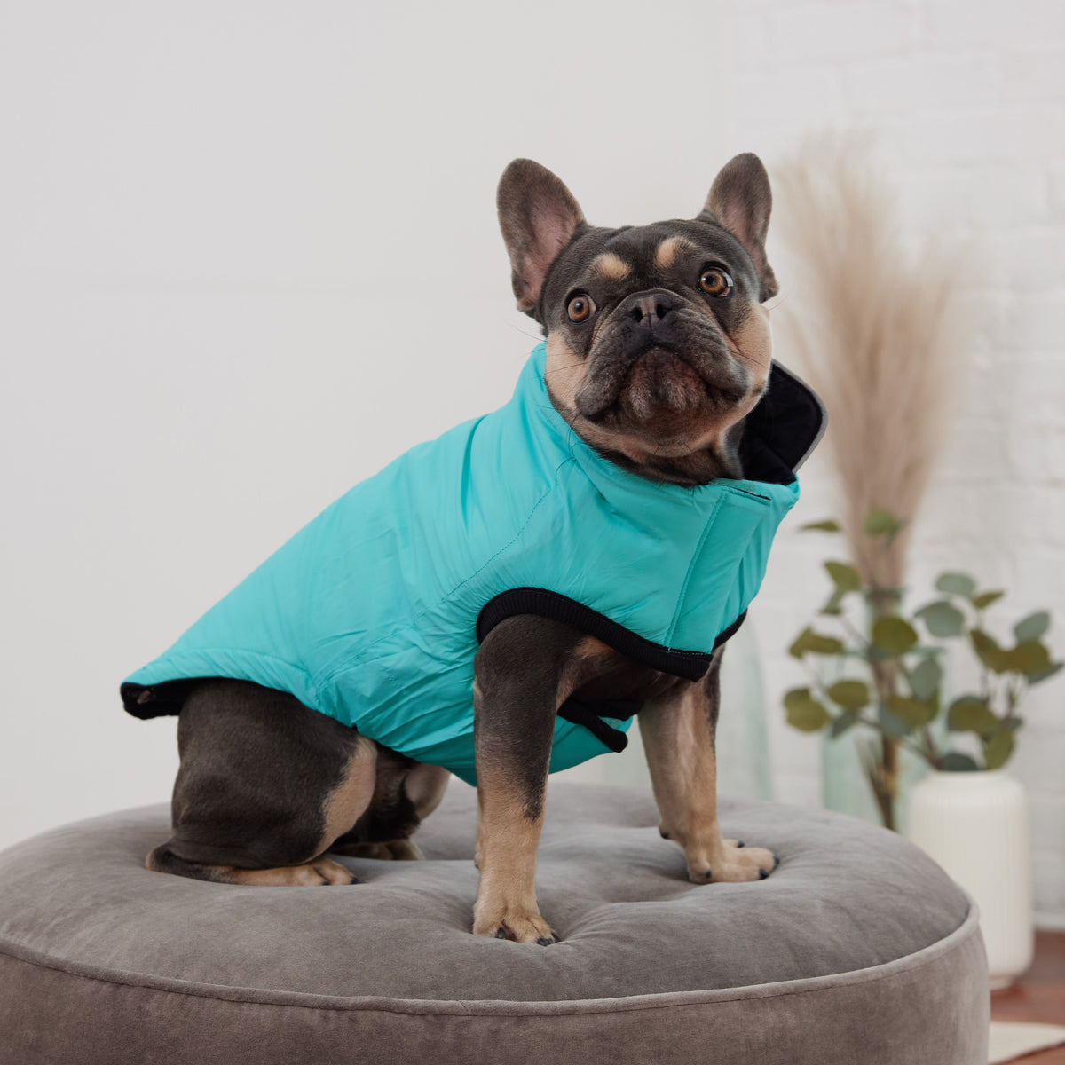 Reversible Chalet Jacket - Black/Aqua premium pet product