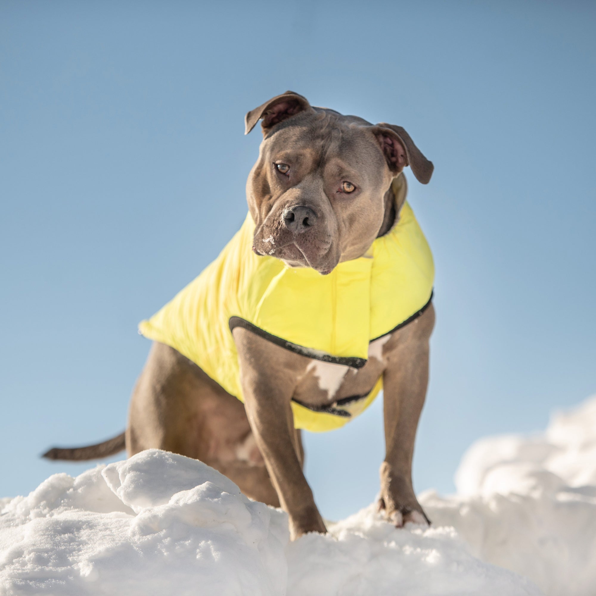 Reversible Chalet Jacket - Sand/Yellow premium pet product