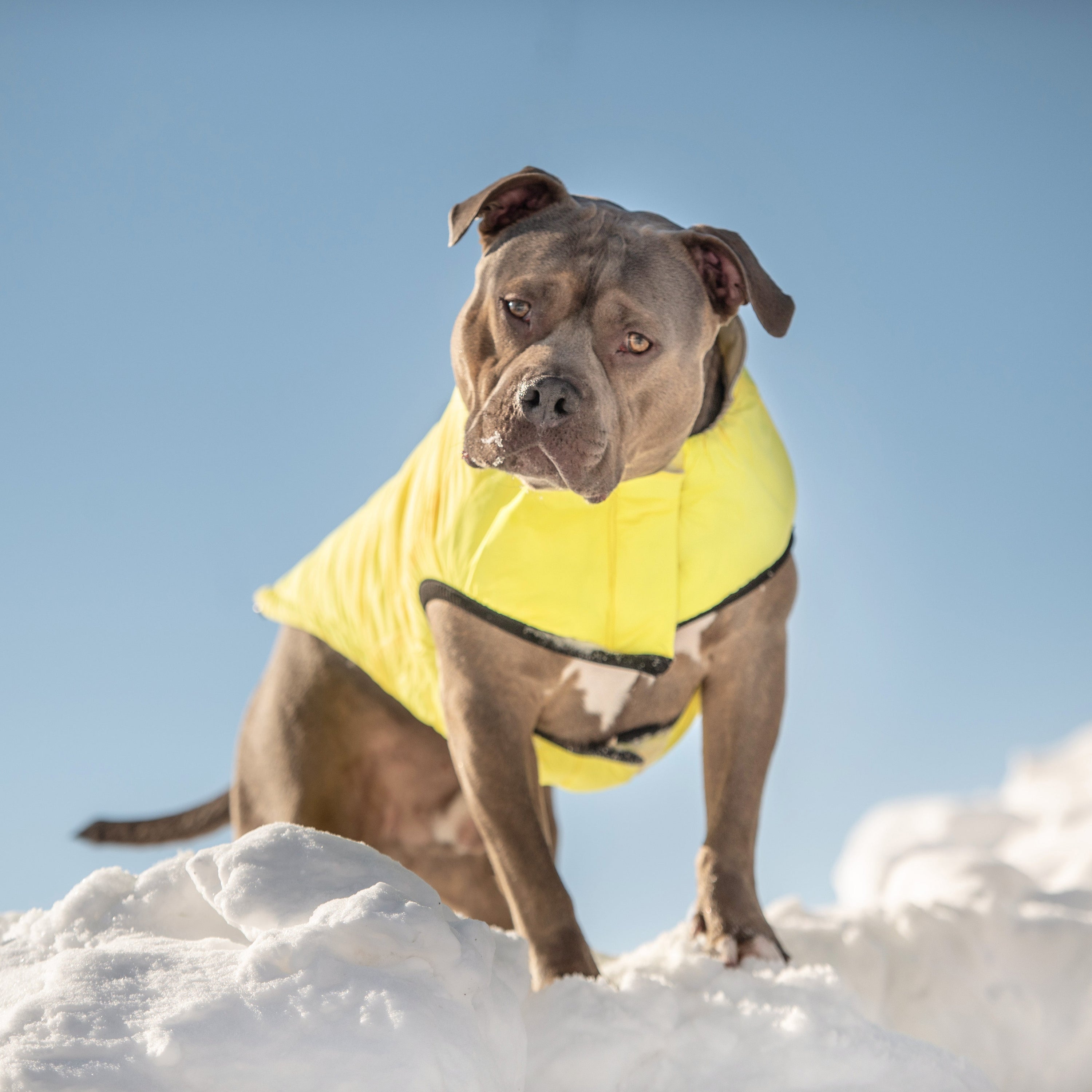 Reversible Chalet Jacket - Sand/Yellow premium pet product