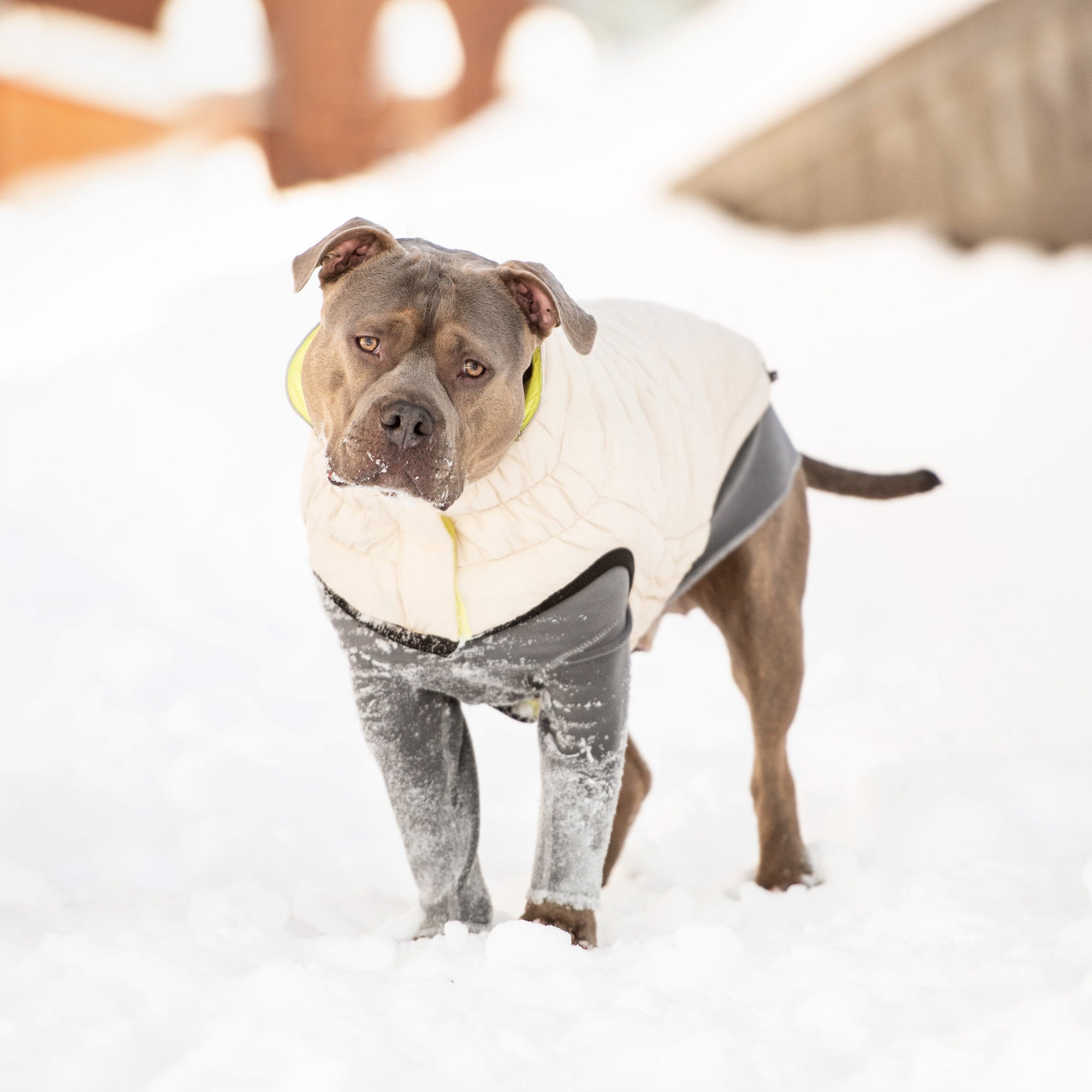 Reversible Chalet Jacket - Sand/Yellow premium pet product