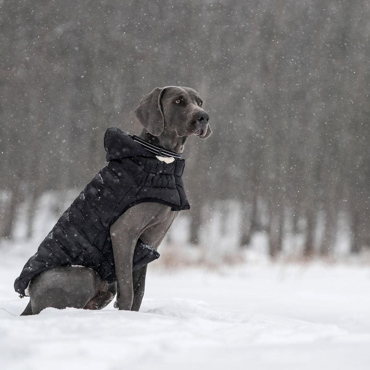 Cloud Parka premium pet product