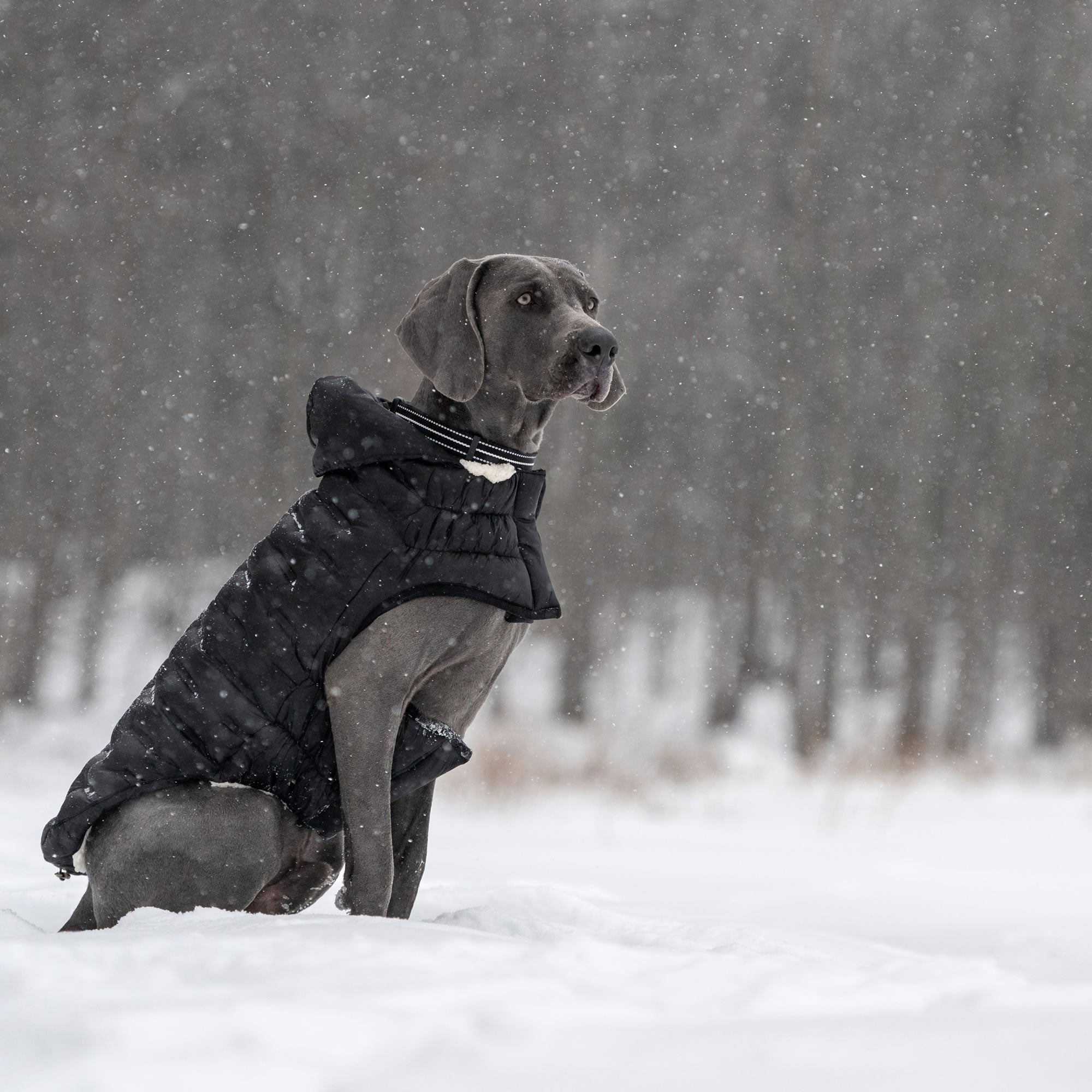 Cloud Parka premium pet product