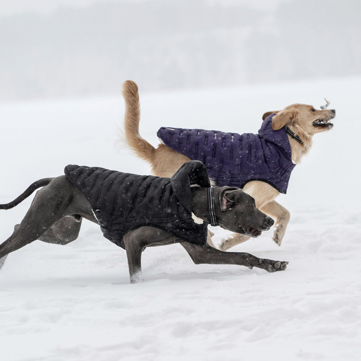 Cloud Parka premium pet product
