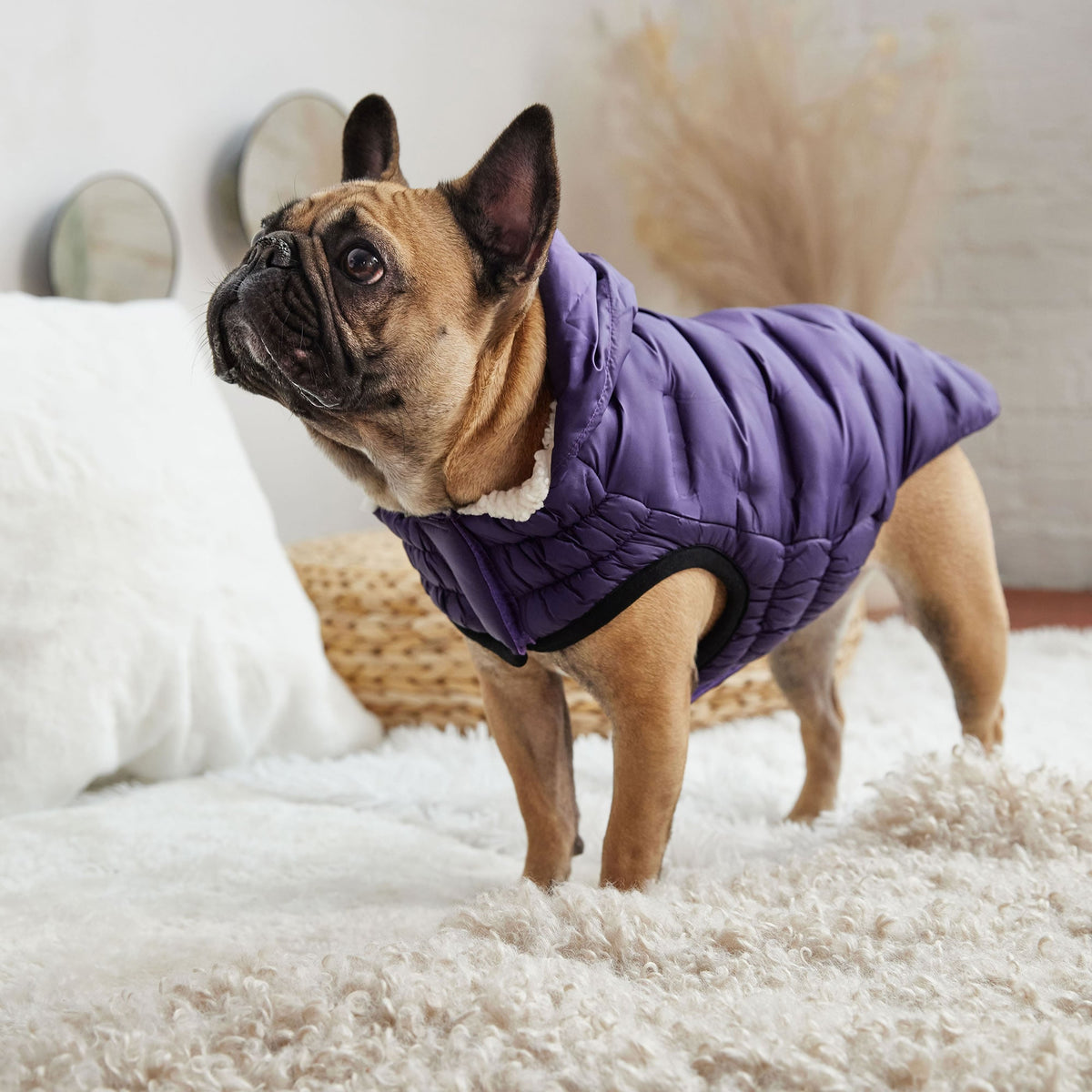 Cloud Parka premium pet product