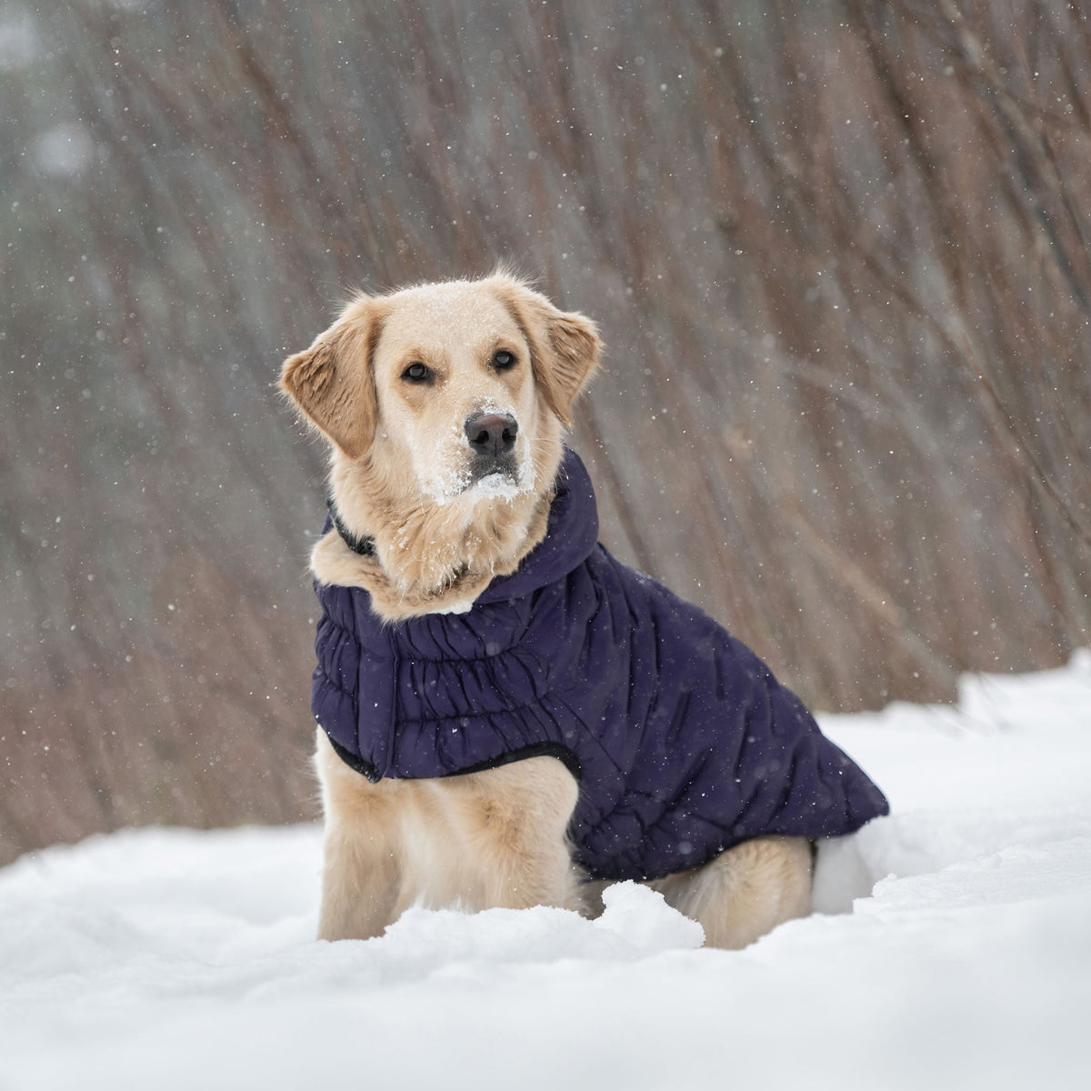 Cloud Parka premium pet product