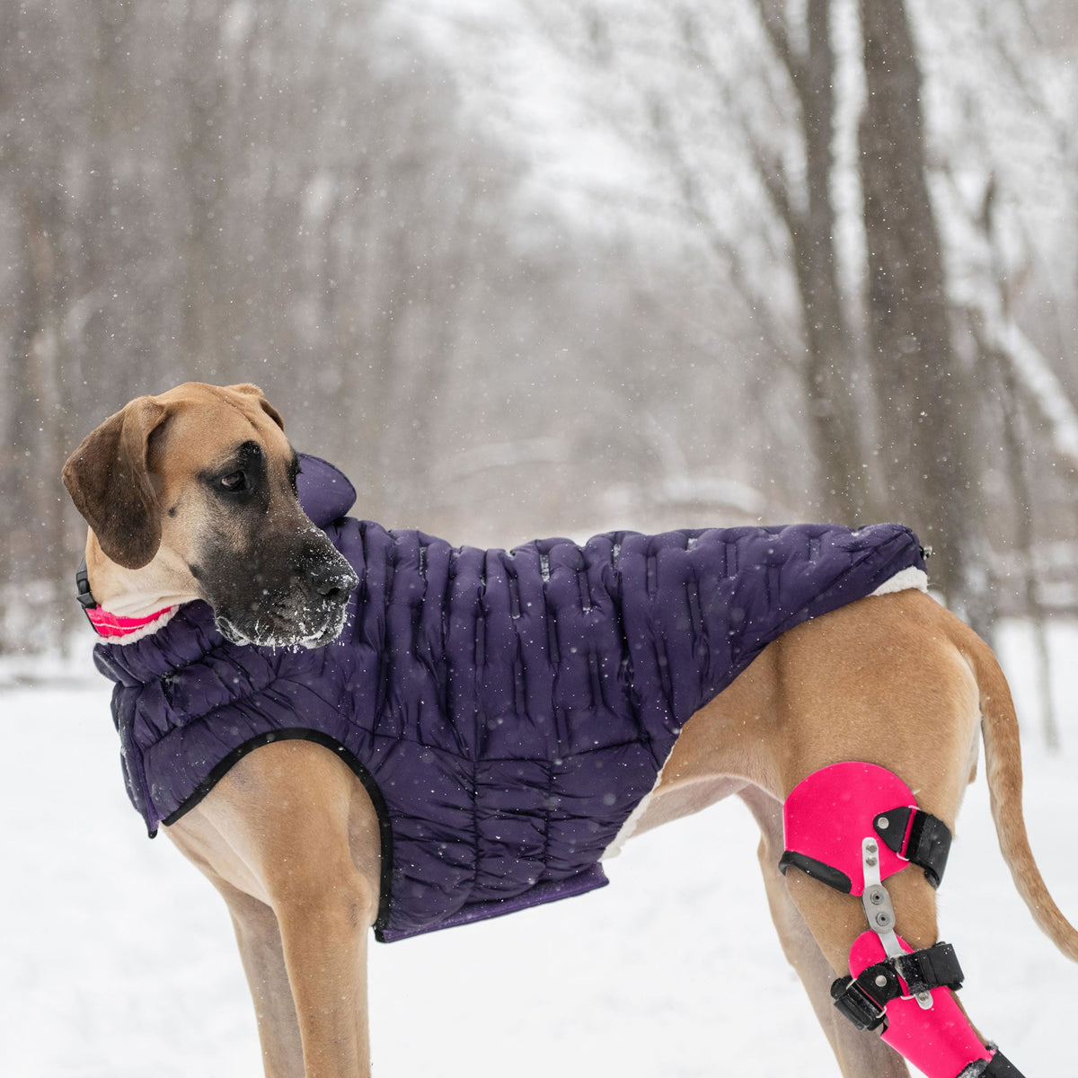 Cloud Parka premium pet product