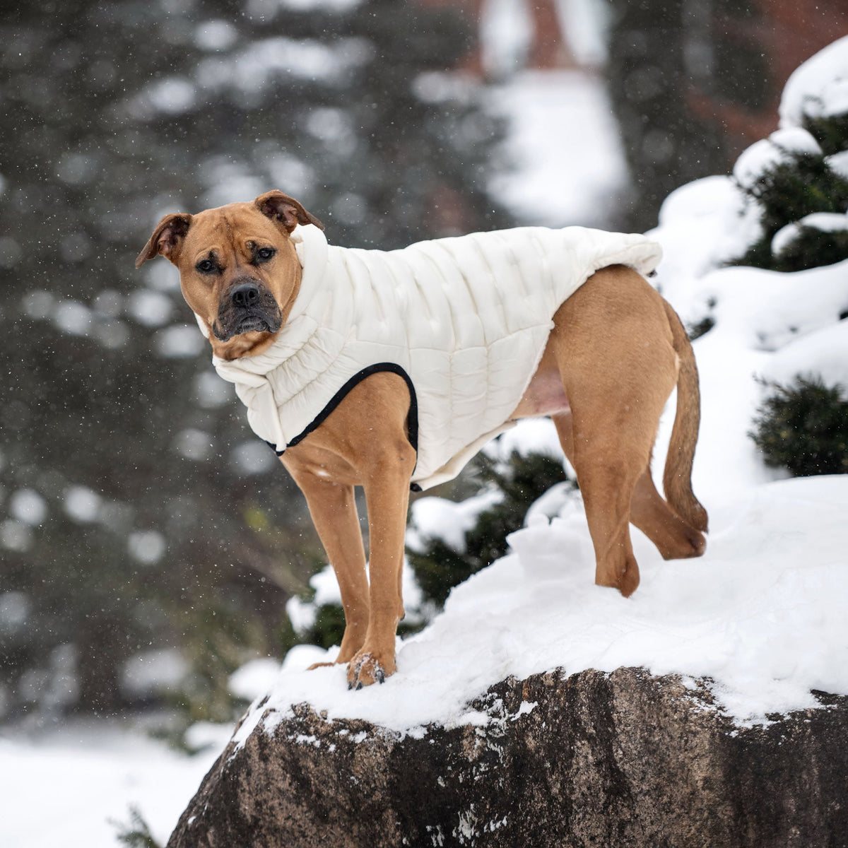 Cloud Parka premium pet product
