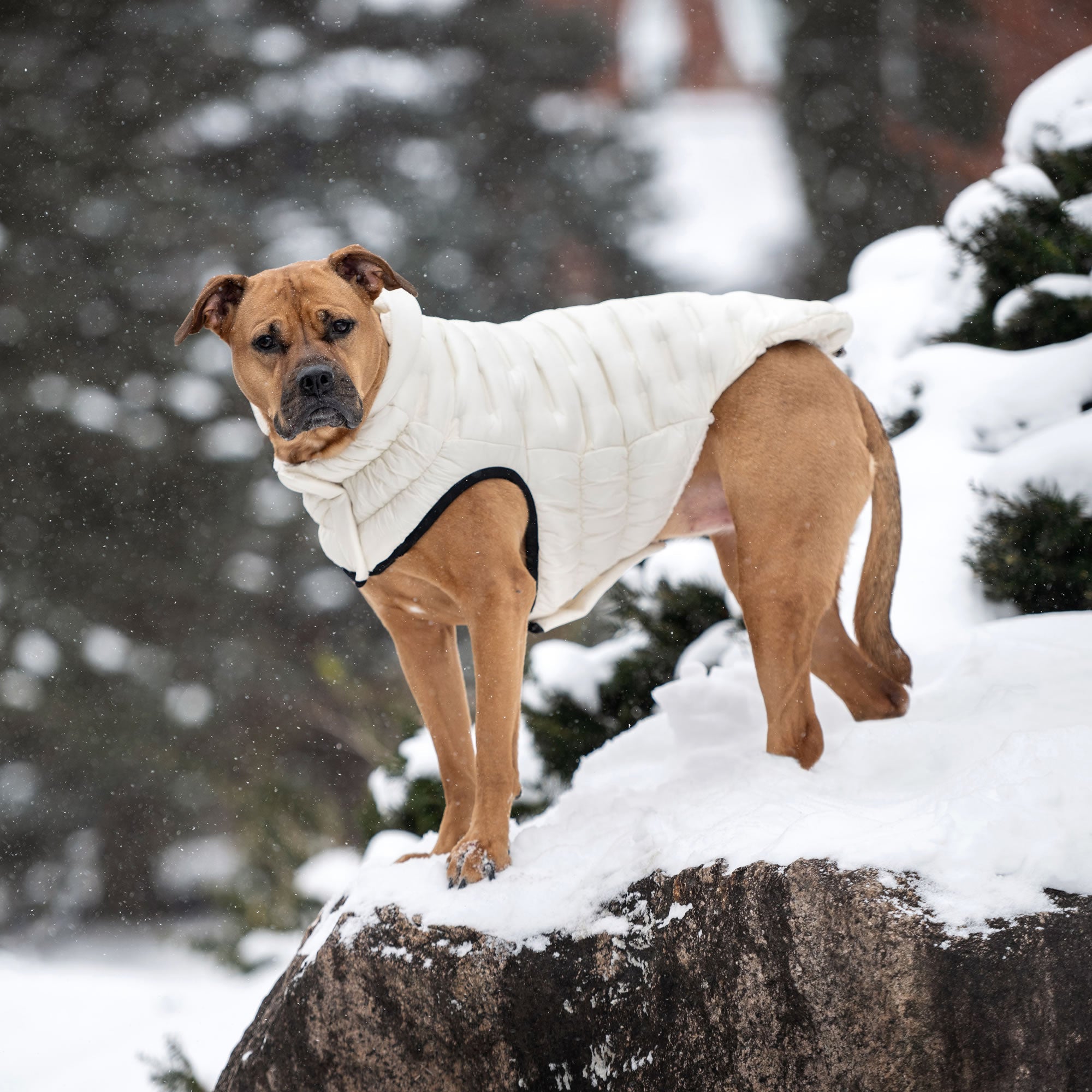 Cloud Parka premium pet product