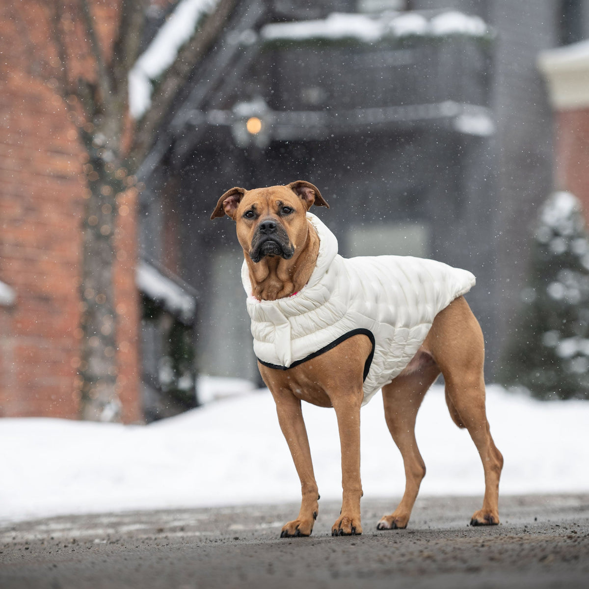 Cloud Parka premium pet product