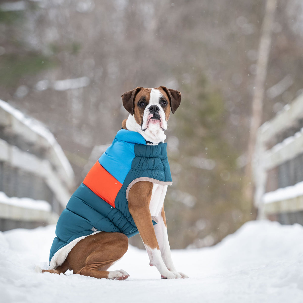 Color Block Puffer premium pet product