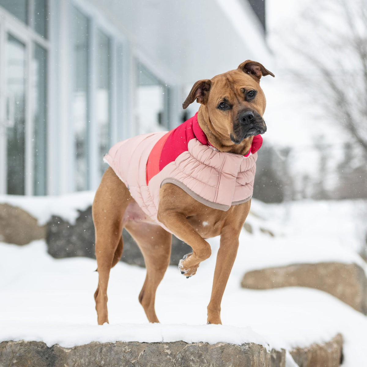 Color Block Puffer premium pet product