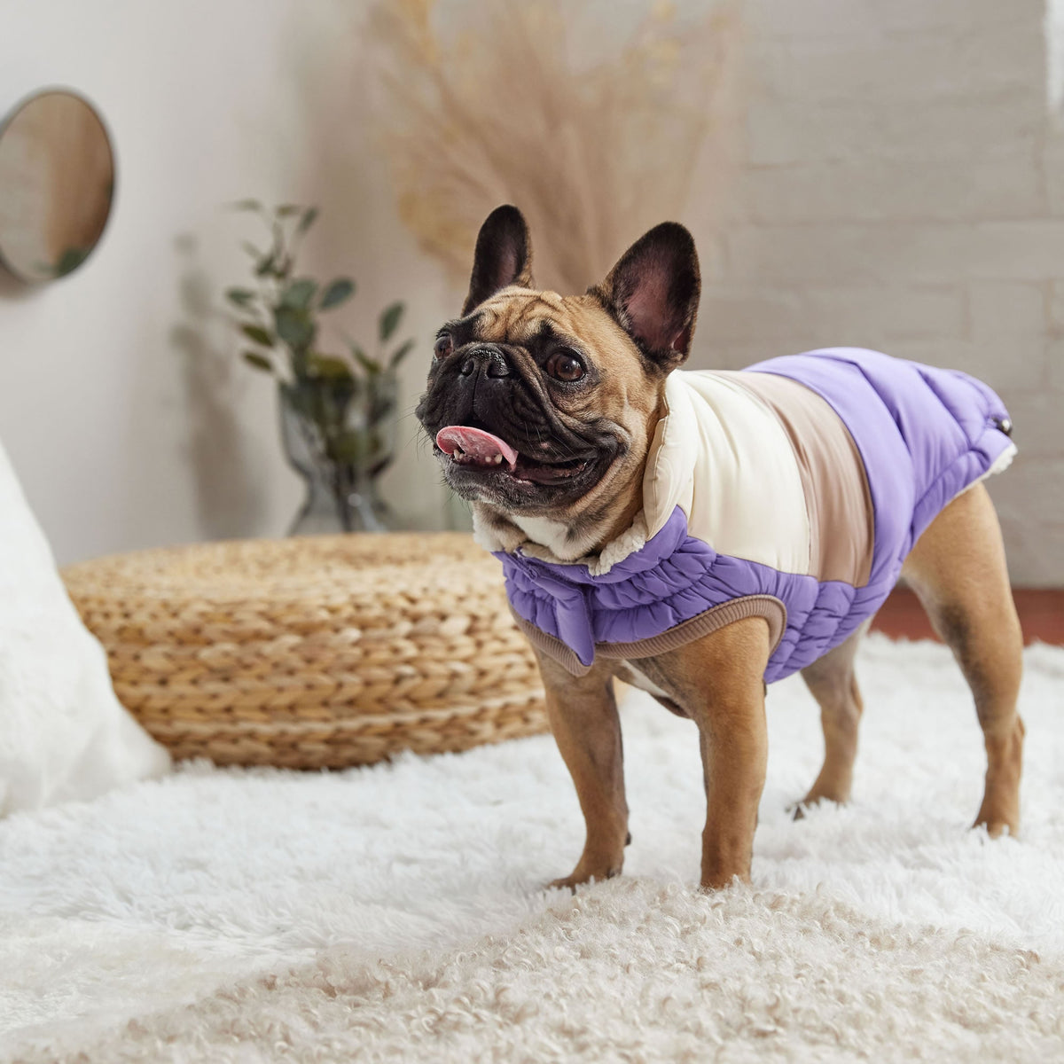 Color Block Puffer premium pet product