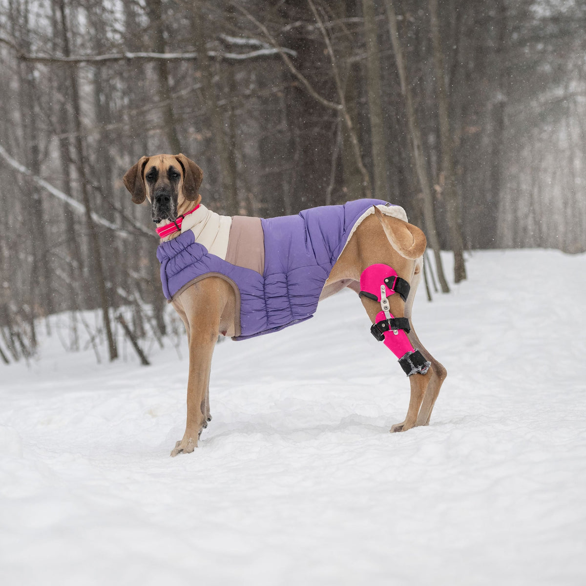 Color Block Puffer premium pet product