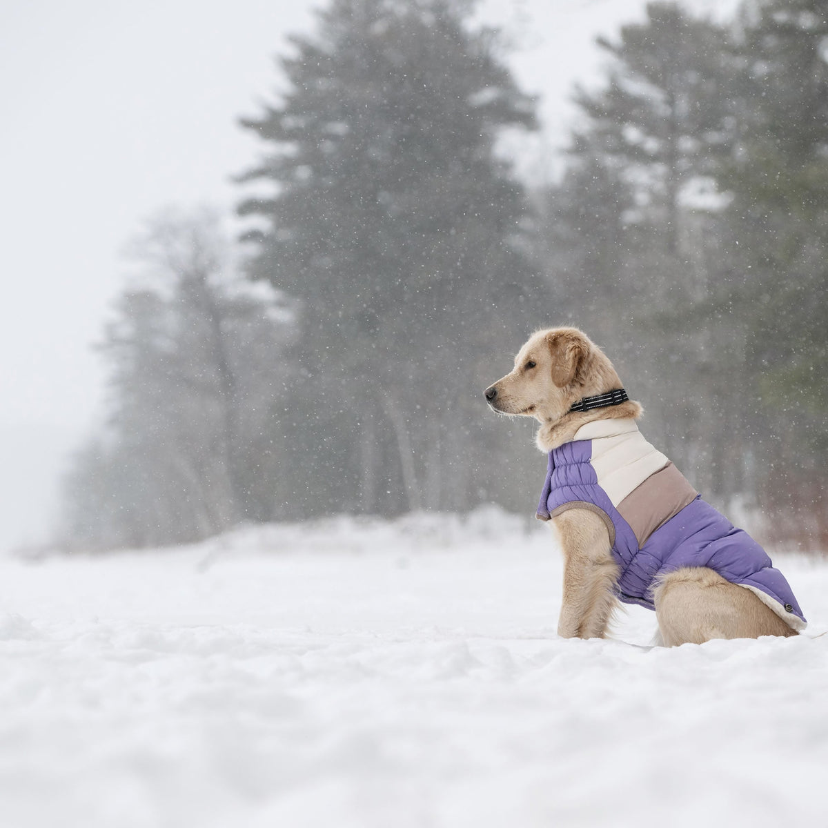 Color Block Puffer premium pet product