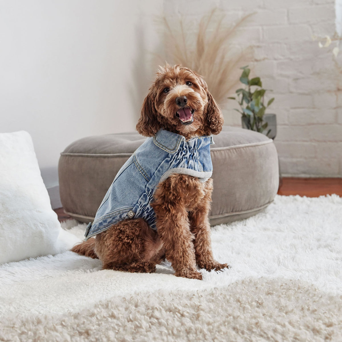 Denim Jacket All Season - Light Wash premium pet product