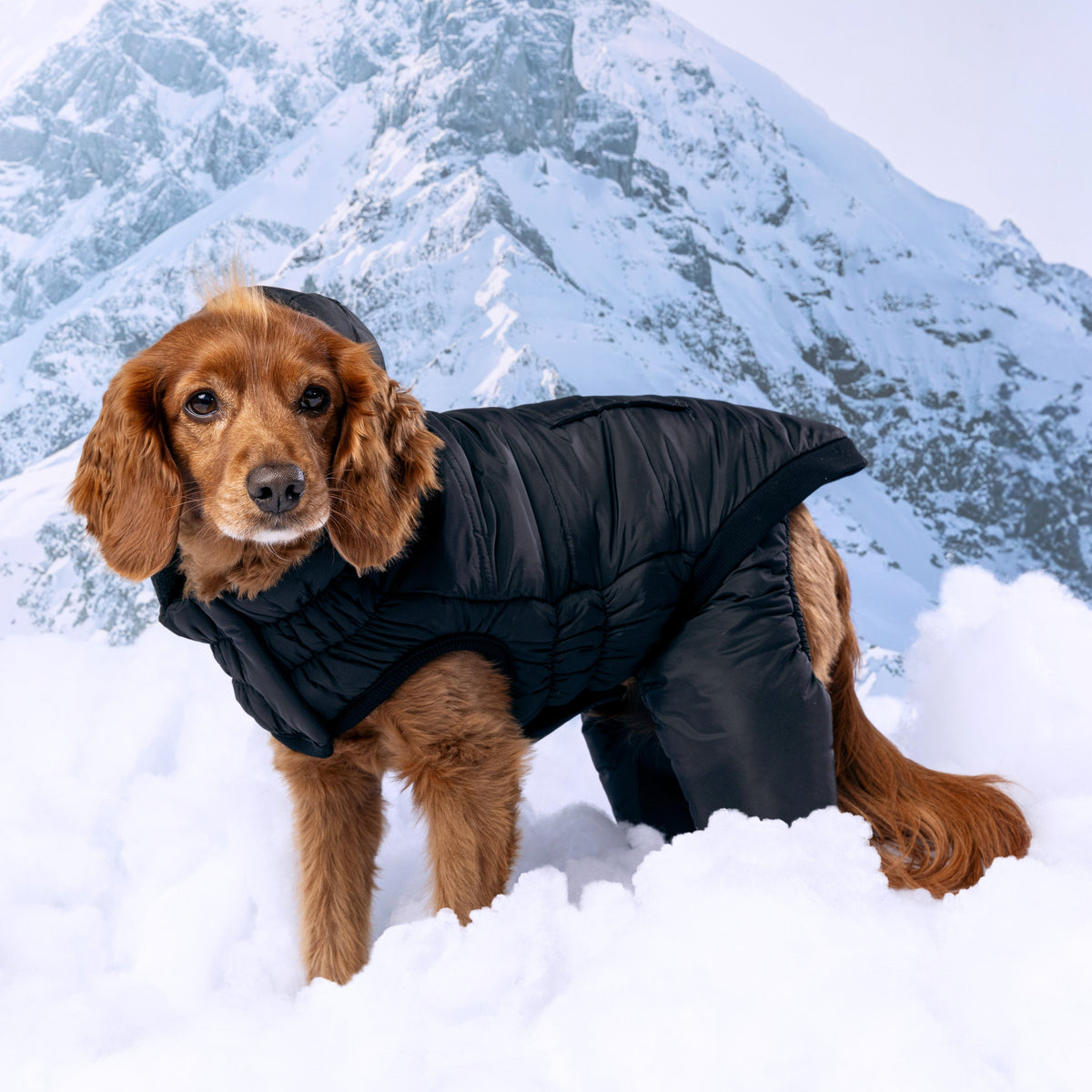 Odyssey Snowsuit premium pet product