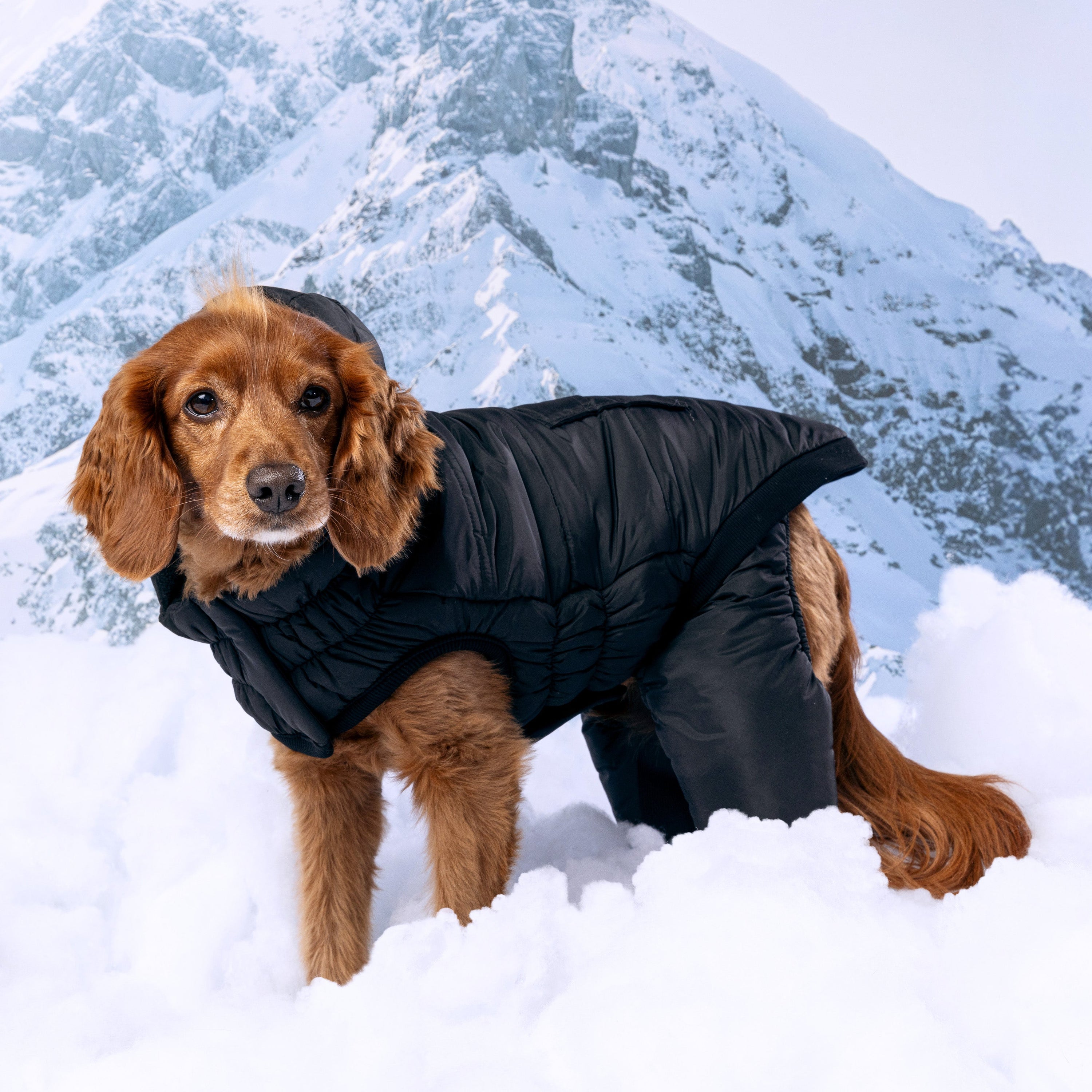 Odyssey Snowsuit premium pet product